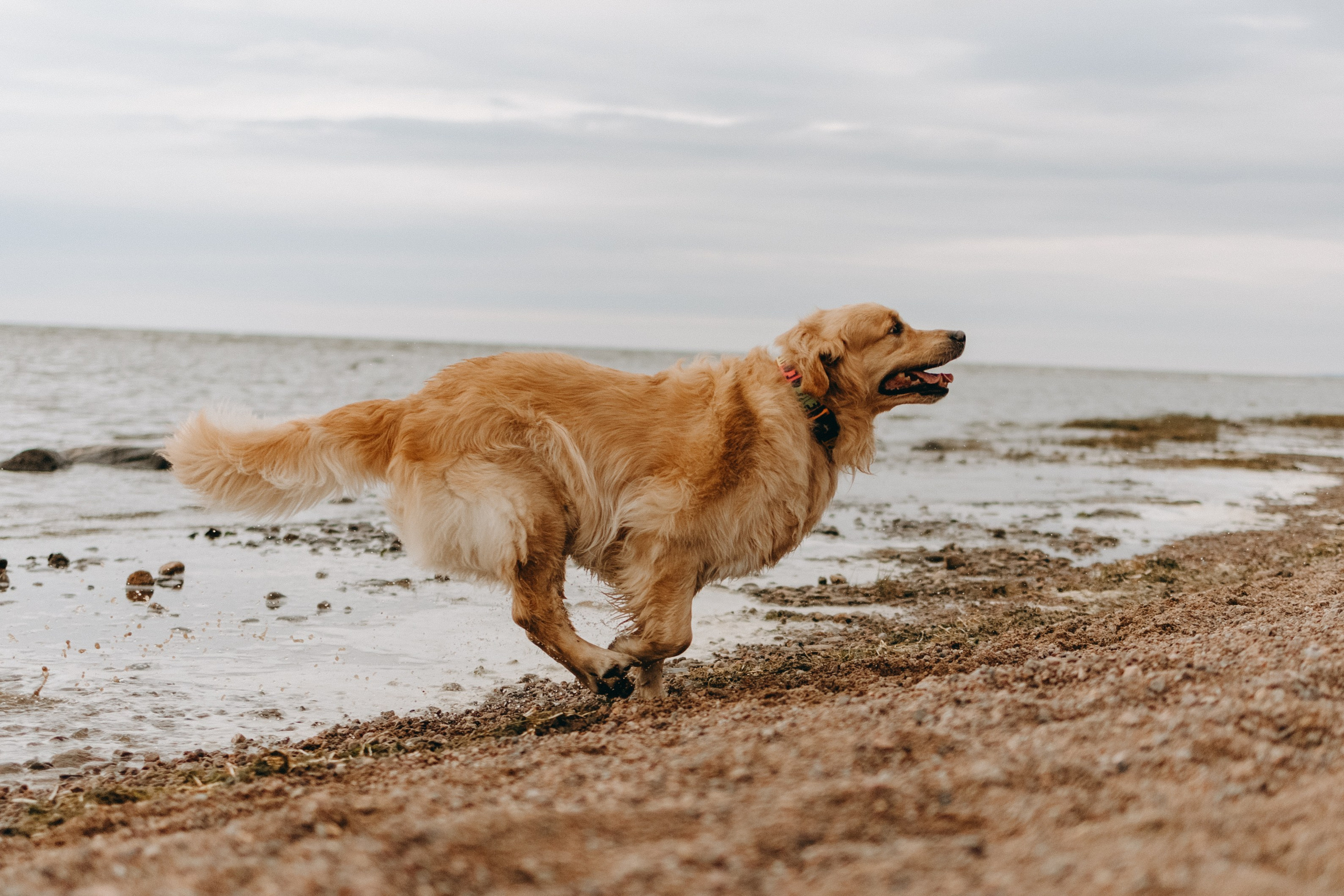 Фоси и его семьи. Фотограф — Анималист | Санкт-Петербург