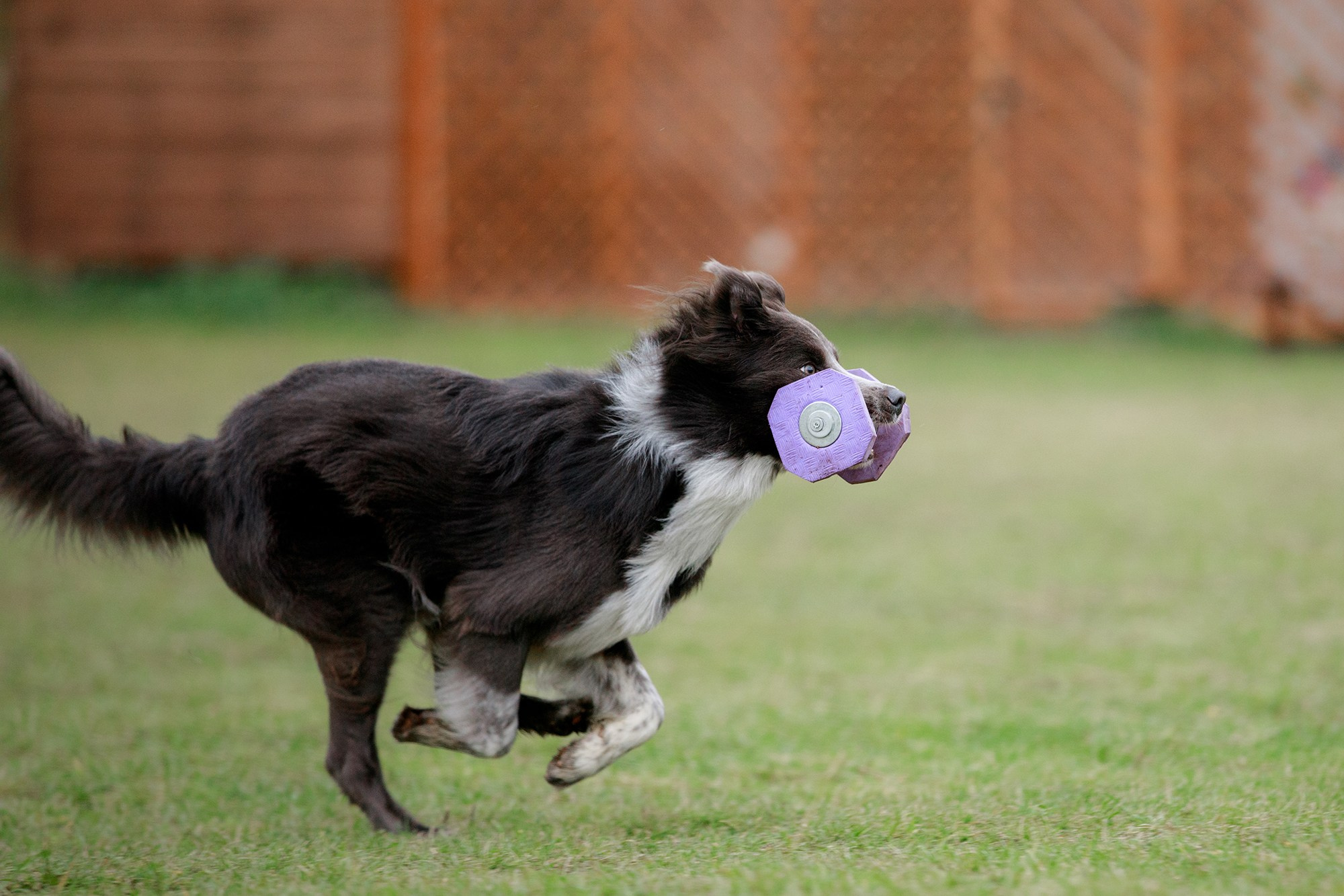 Лагерь по ОБД с Инной Баженовой. Фотограф-анималист Mary Mart — Москва, Питер