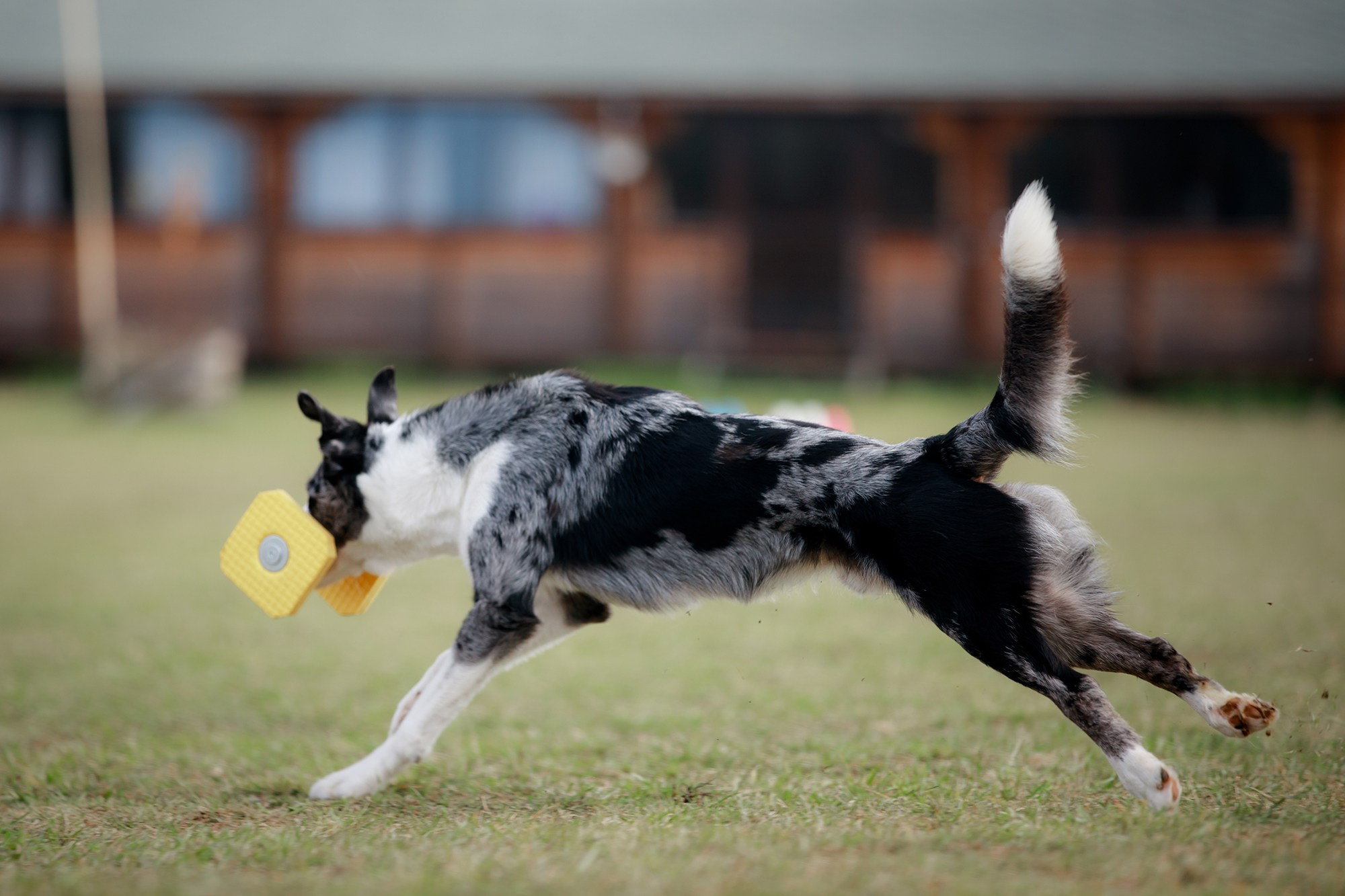 Лагерь по ОБД с Инной Баженовой. Фотограф-анималист Mary Mart — Москва, Питер