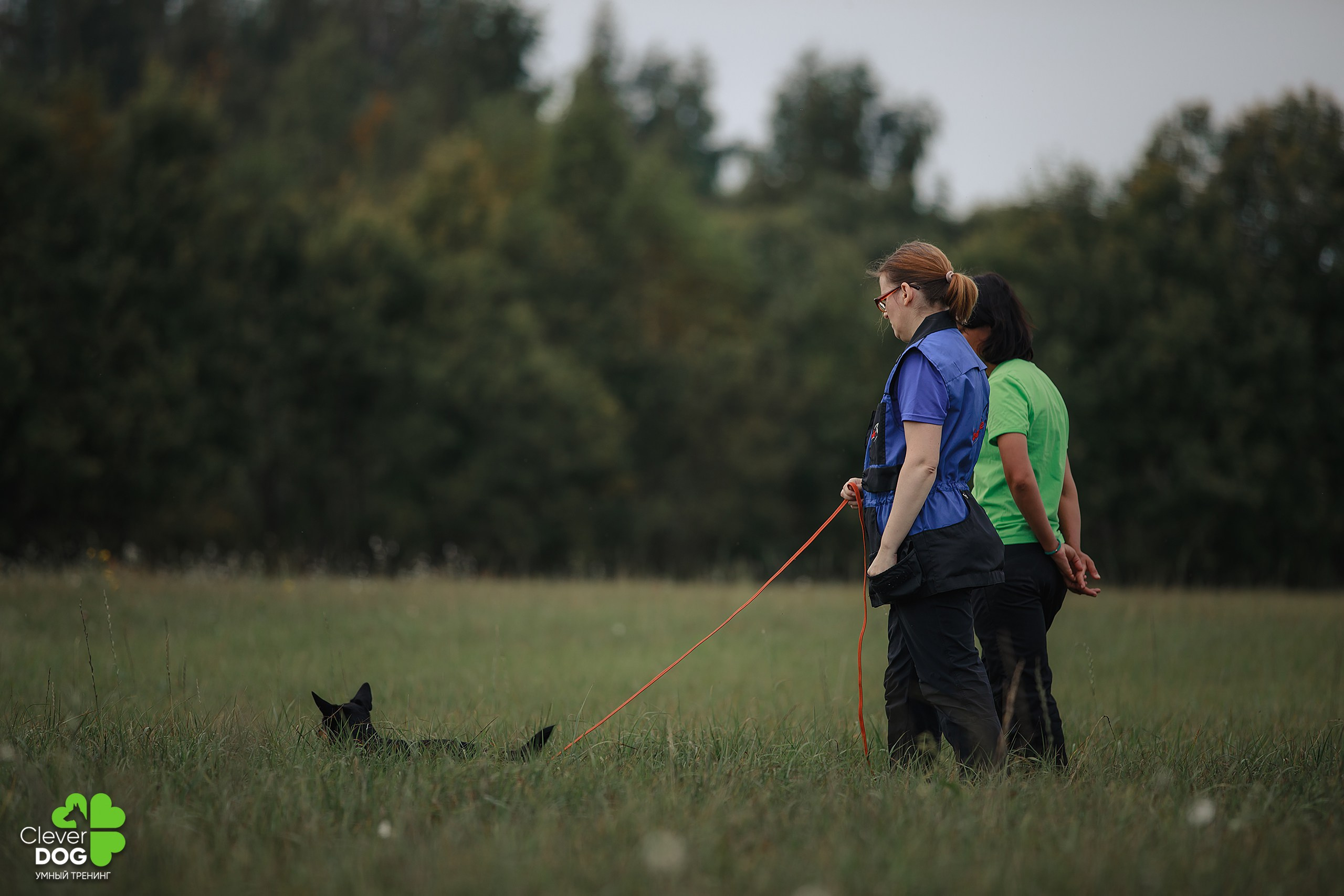 Кинологический лагерь CleverDog, 2024. Фотограф-анималист Mary Mart — Москва, Питер