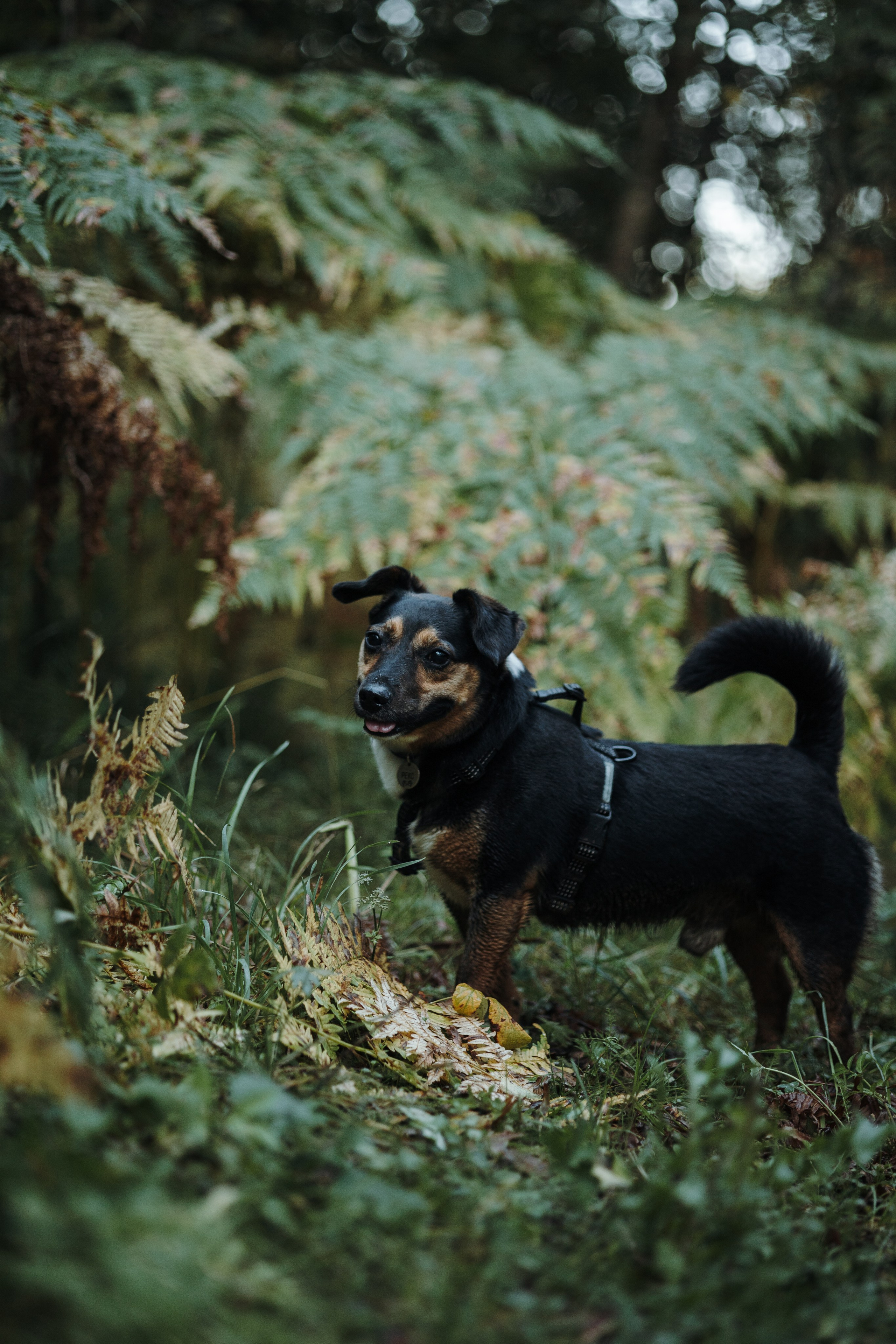Ольга и Рекс. Фотограф — Анималист | Санкт-Петербург