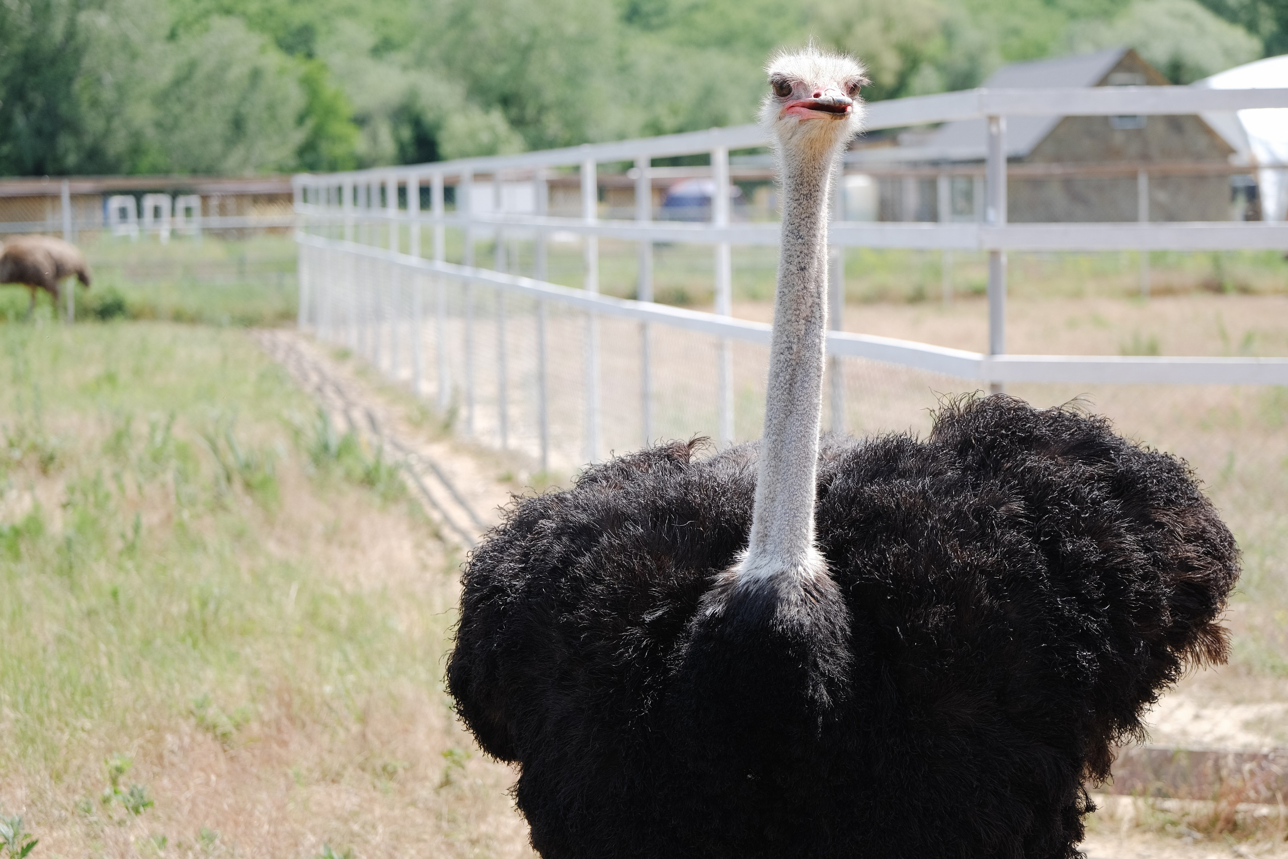 Репортаж на ферме. Профессиональная фотосъемка в Крыму. Натуральные эмоции и живые кадры. Забронируйте дату прямо сейчас!