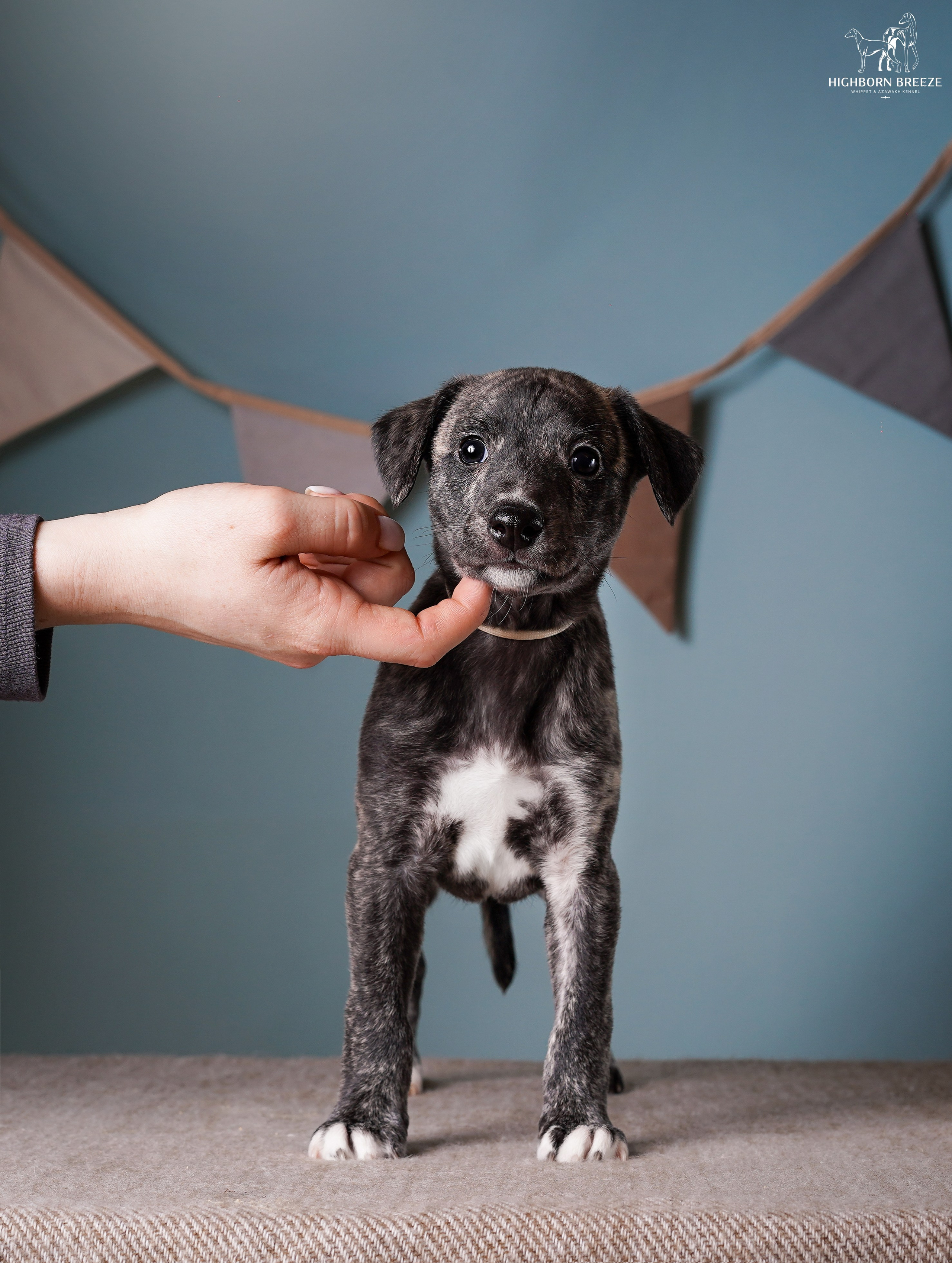Щенки уиппета. Фотограф-анималист в Санкт-Петербурге Яна Мартынова