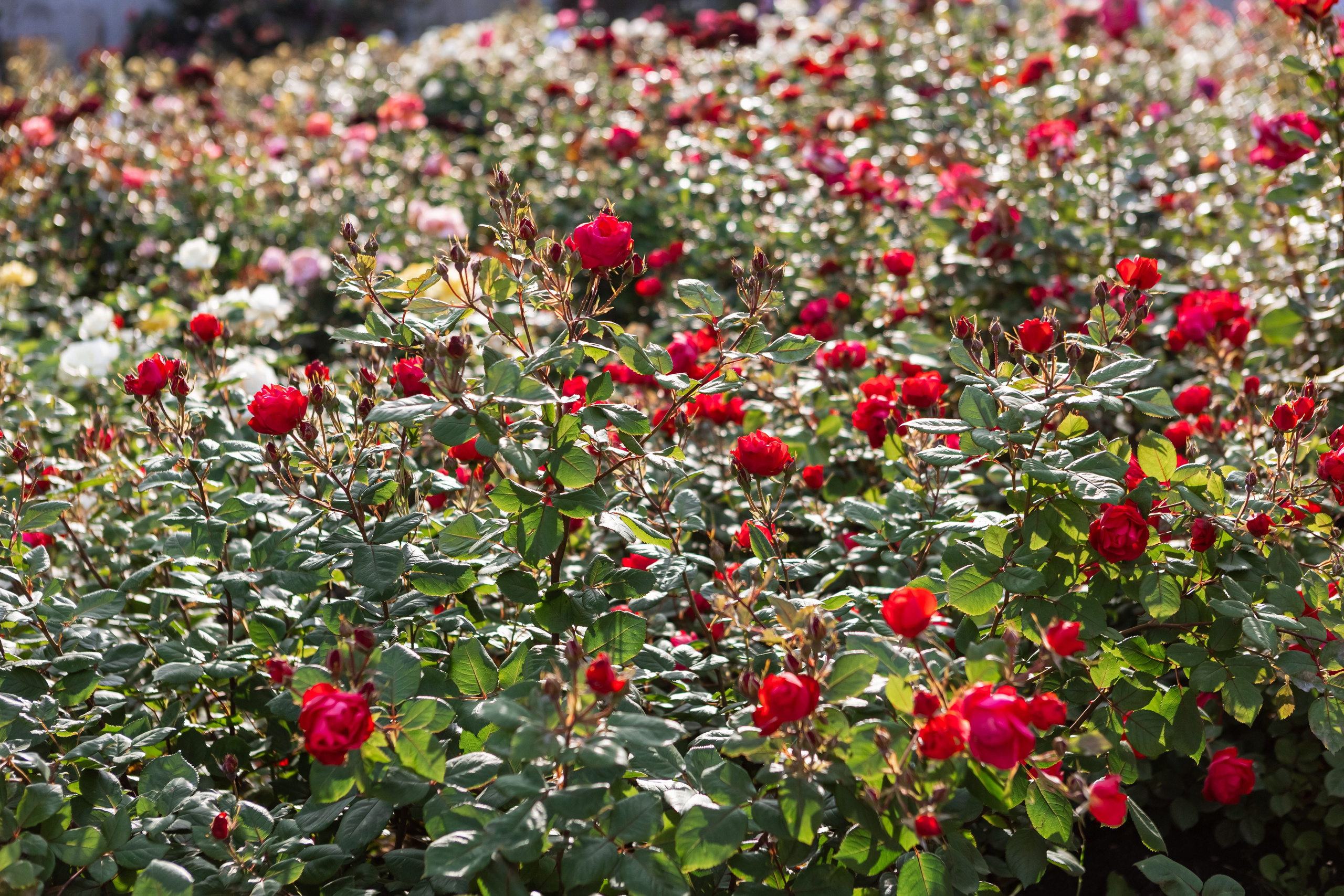 Фестиваль «Природа искусства» 2023. Свадебный фотограф, фотосъемка в Крыму, Севастополе, Симферополе, Ялте