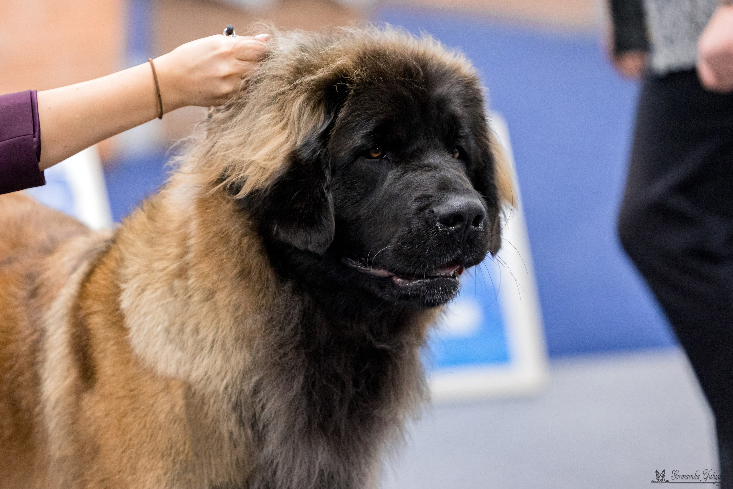 Сфера 29.10,Крокус 4.11,Сфера 12.11.2023. Фотограф-анималист Юлия Германика