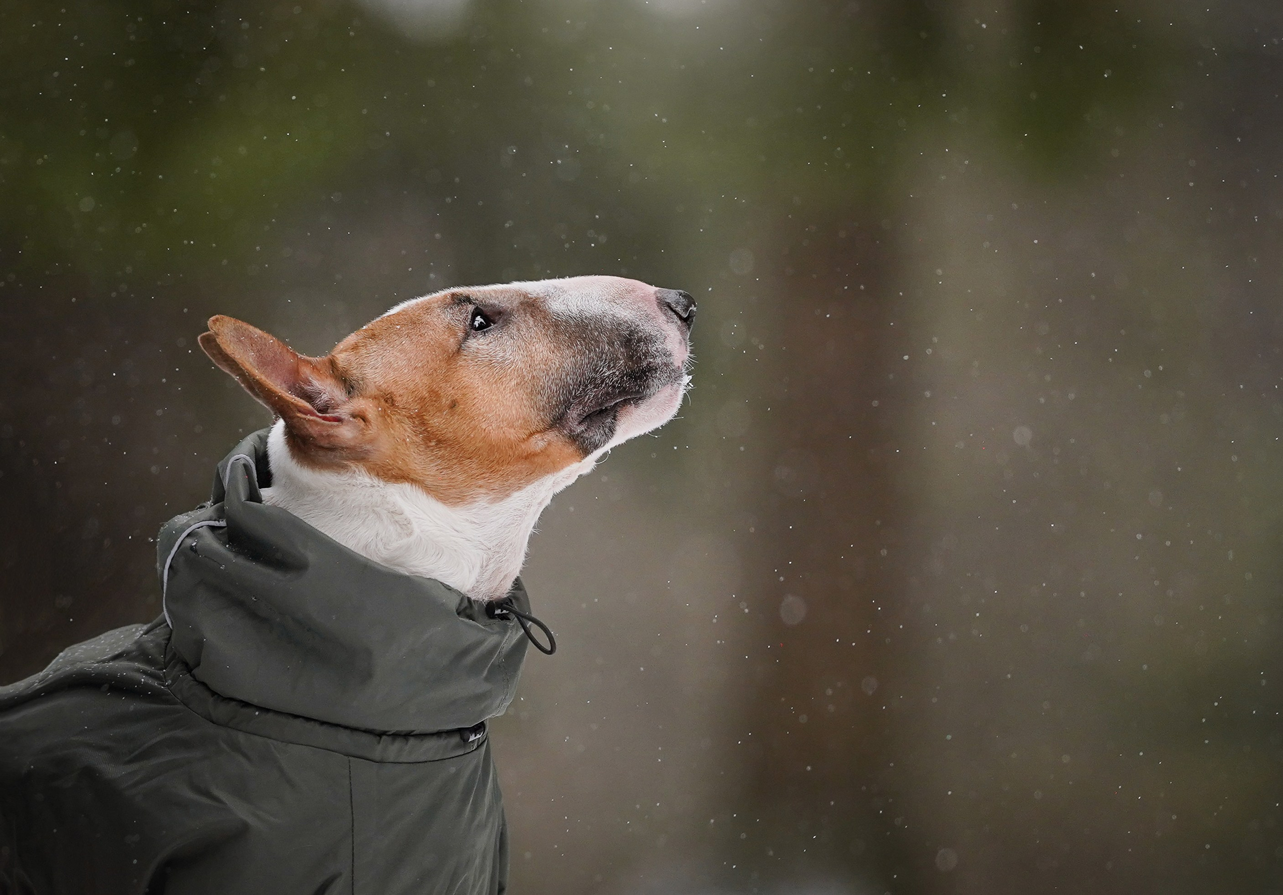 Юни и Панда. Фотограф-анималист в Санкт-Петербурге Яна Мартынова