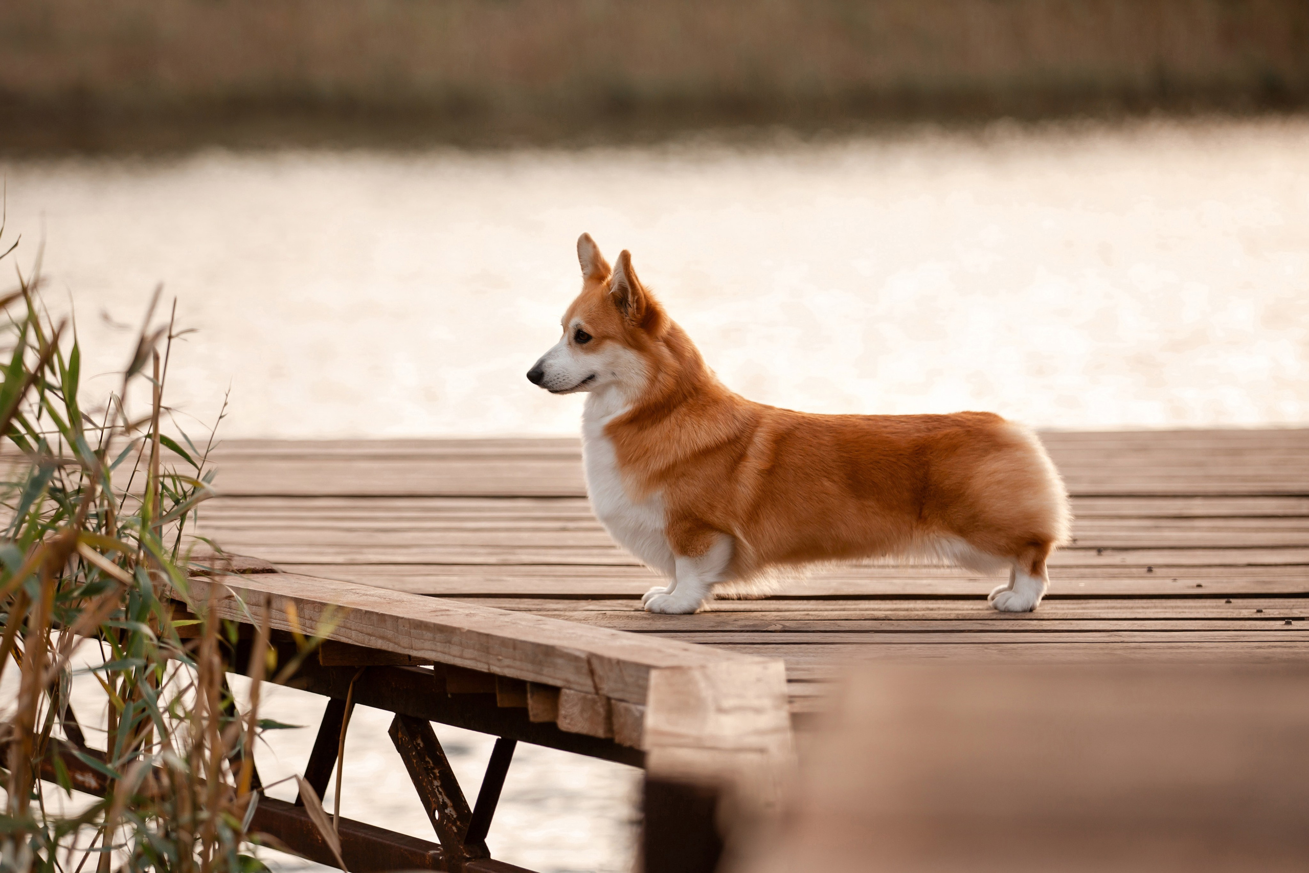 Экстерьерная съёмка Краснодар. Фотограф-анималист в Краснодаре Маша Мельникова