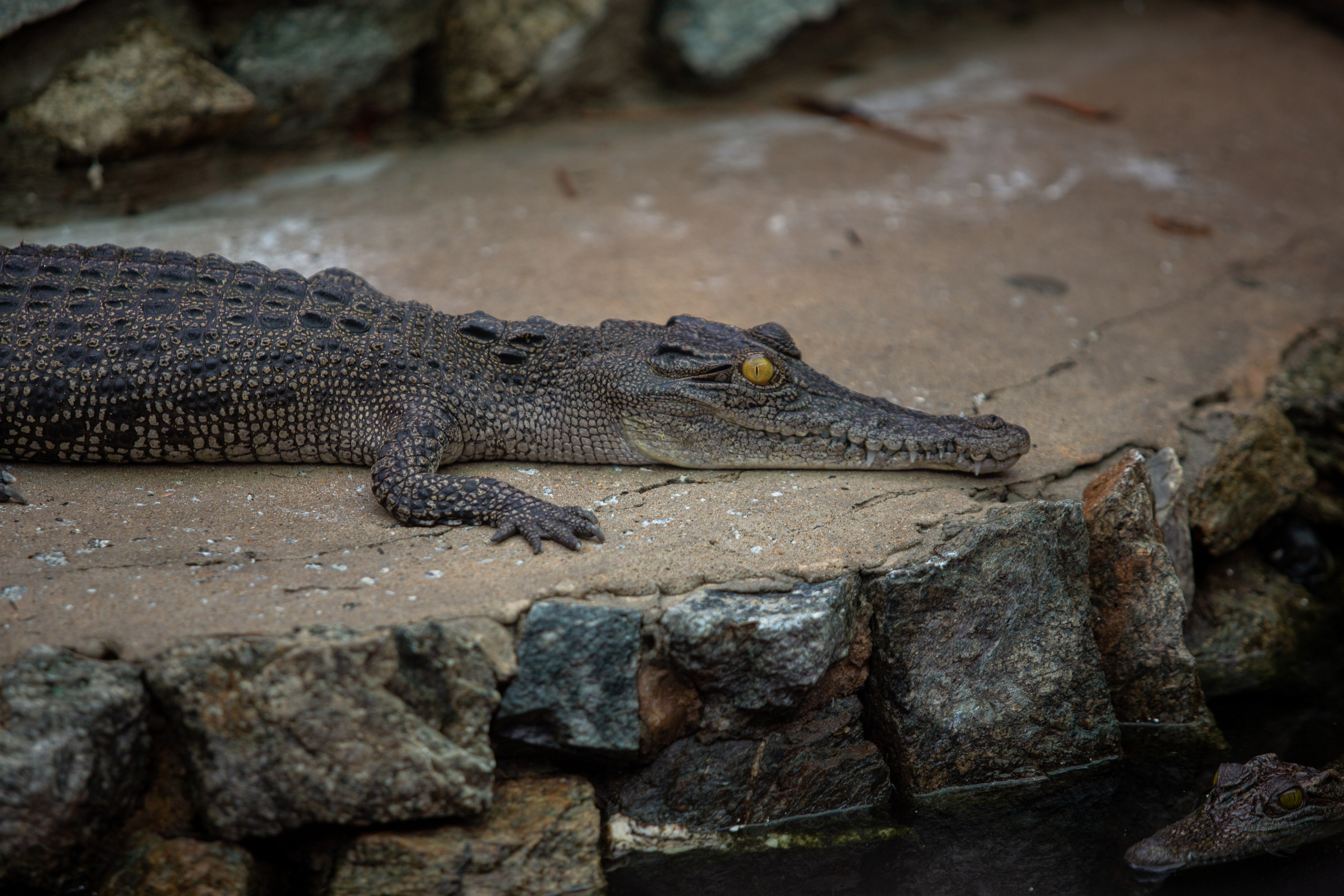 Samut Prakan Crocodile Farm & Zoo. Photographer Sonkina Tatiana (Tanya Ash)