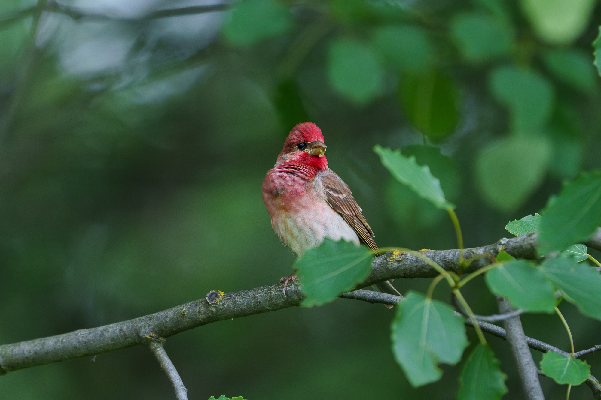 Удивительные мир птиц. Вокруг нас столько прекрасного — присмотритесь!. Ваш личный фотограф Марина Волкова