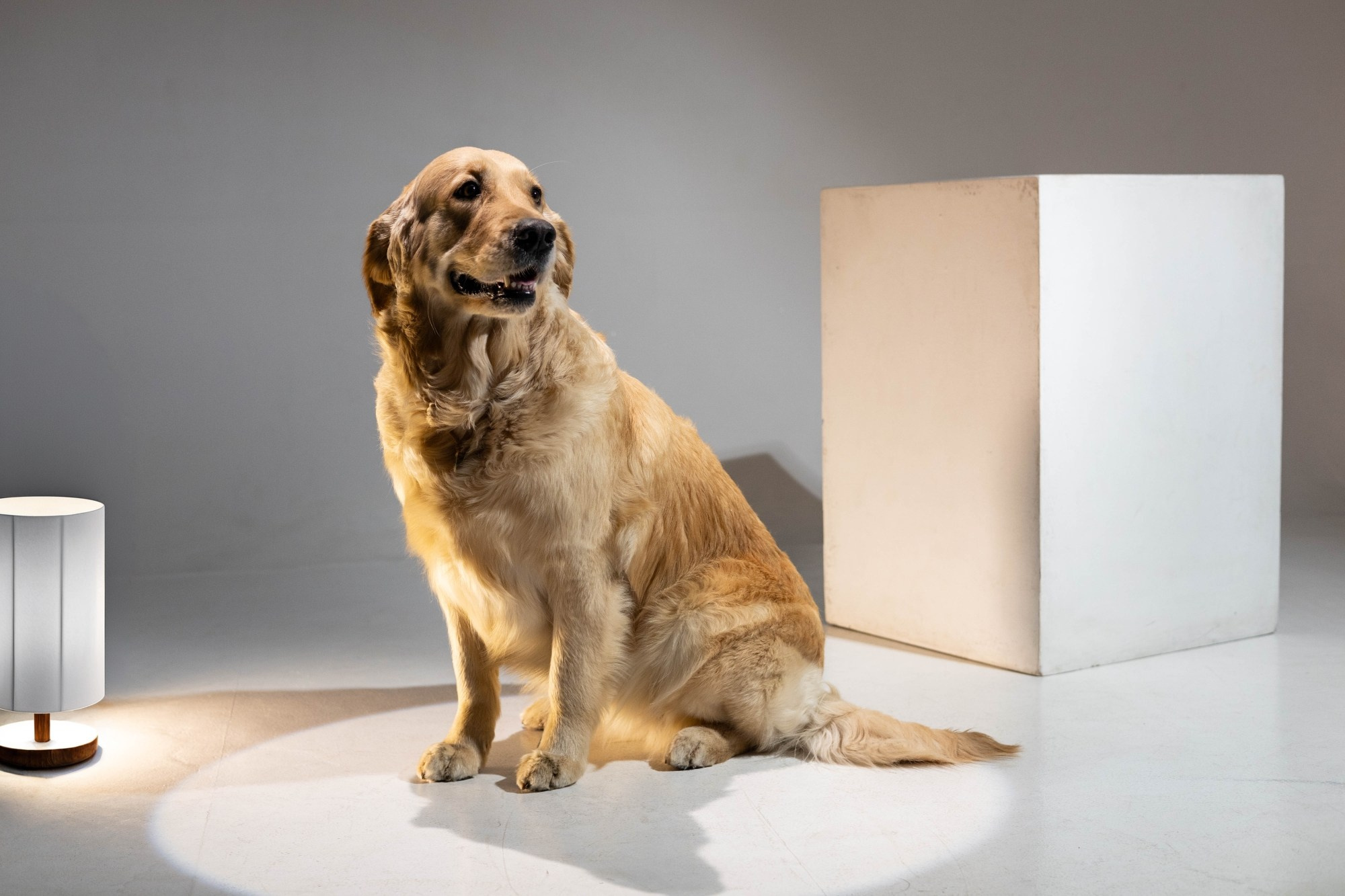 Альма (студия). Добрый фотограф Михаил О