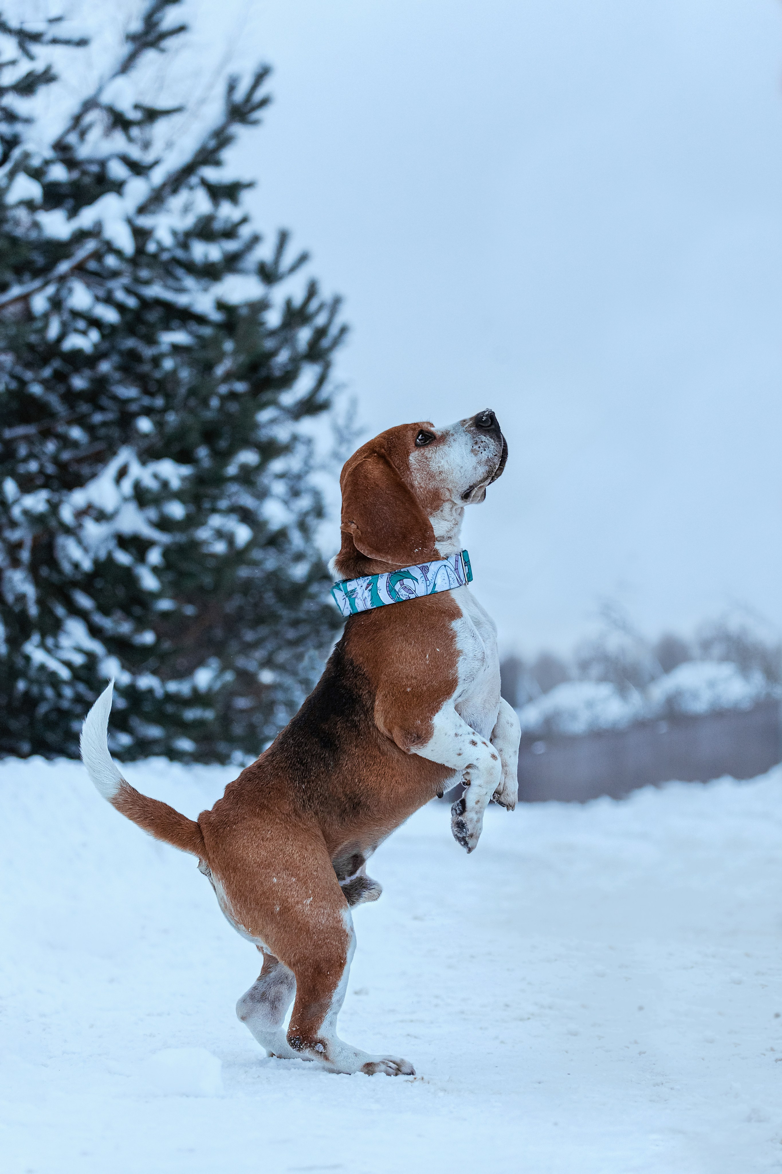 Дом для Биглей 2023. Фотограф-анималист Татьяна Степанова