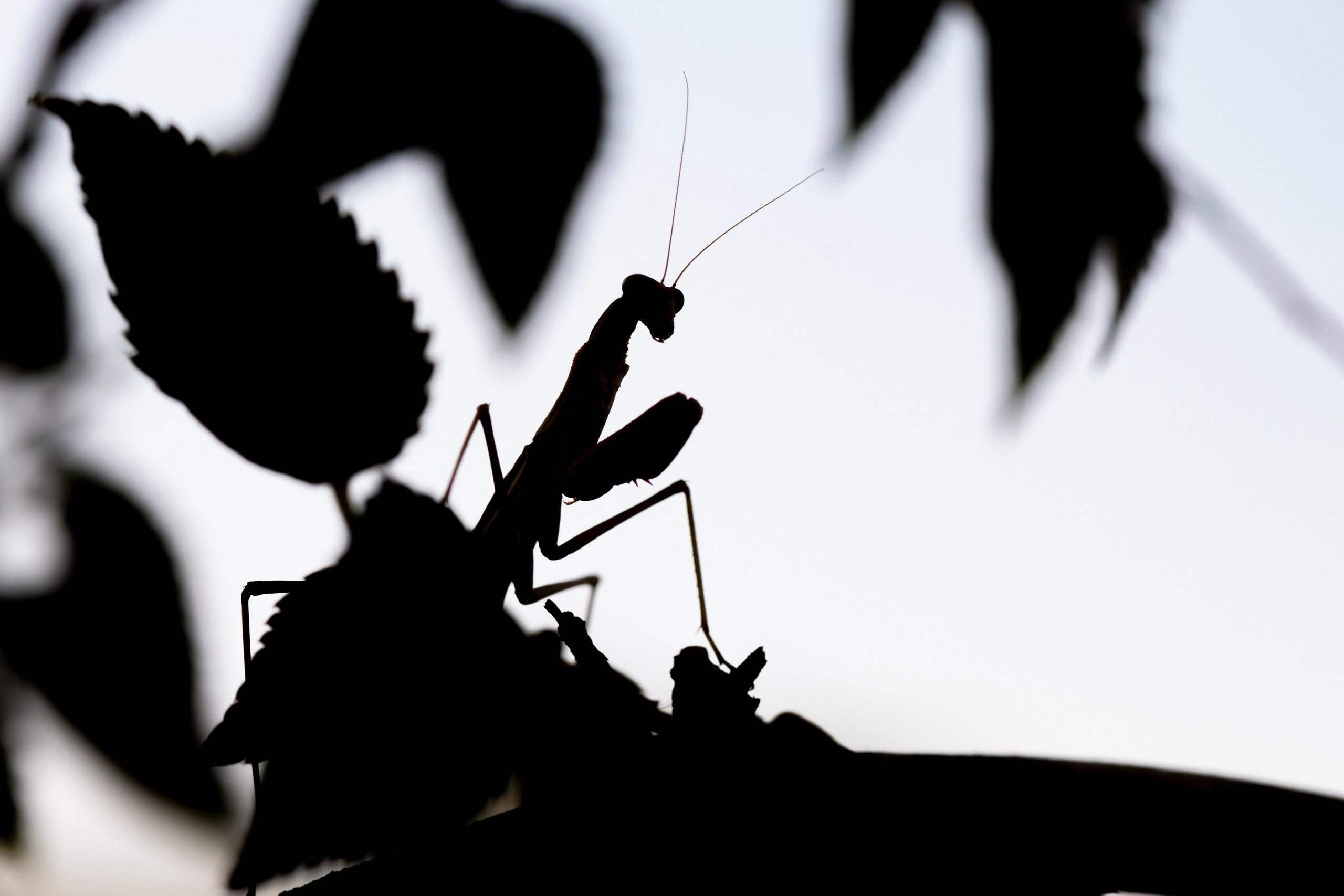 Природа Дагестана, сентябрь 2024. Foto-Zuev фотография как искусство