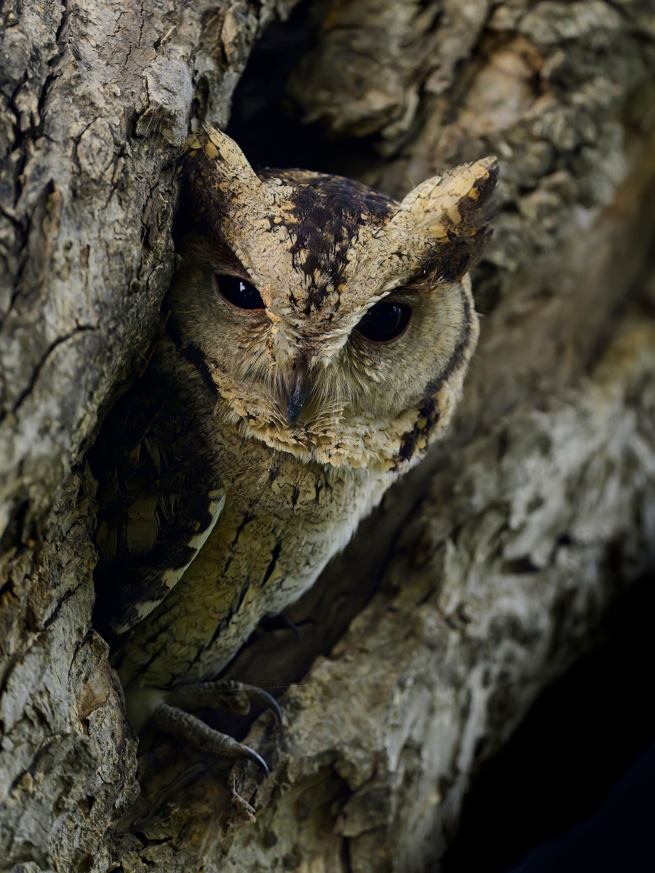 Раджастан, Индия. Wildlife photography by Sergey Puponin