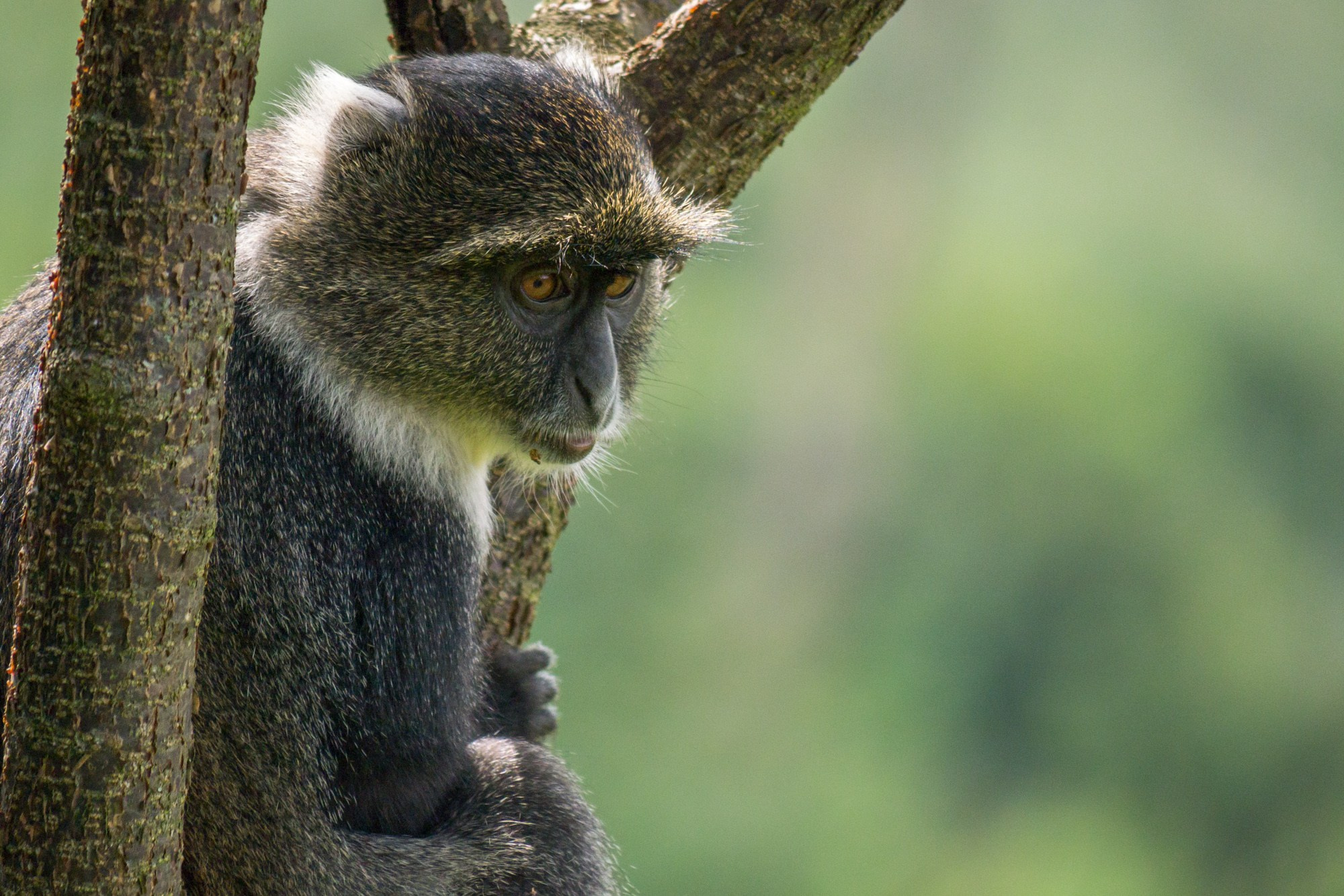 Африка. Кения. Фотосъёмка животных в африканской саванне. Фотограф Алексей Скоробогатько