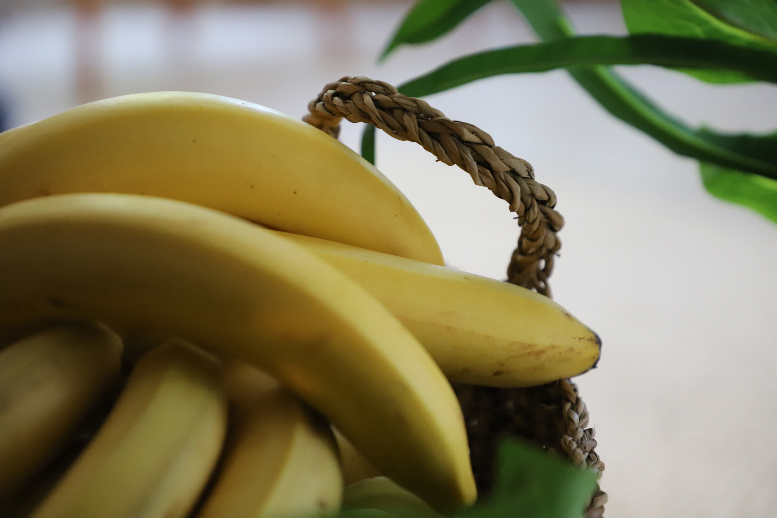 Кристина. Тропики. Свадебный фотограф в Сочи Наири