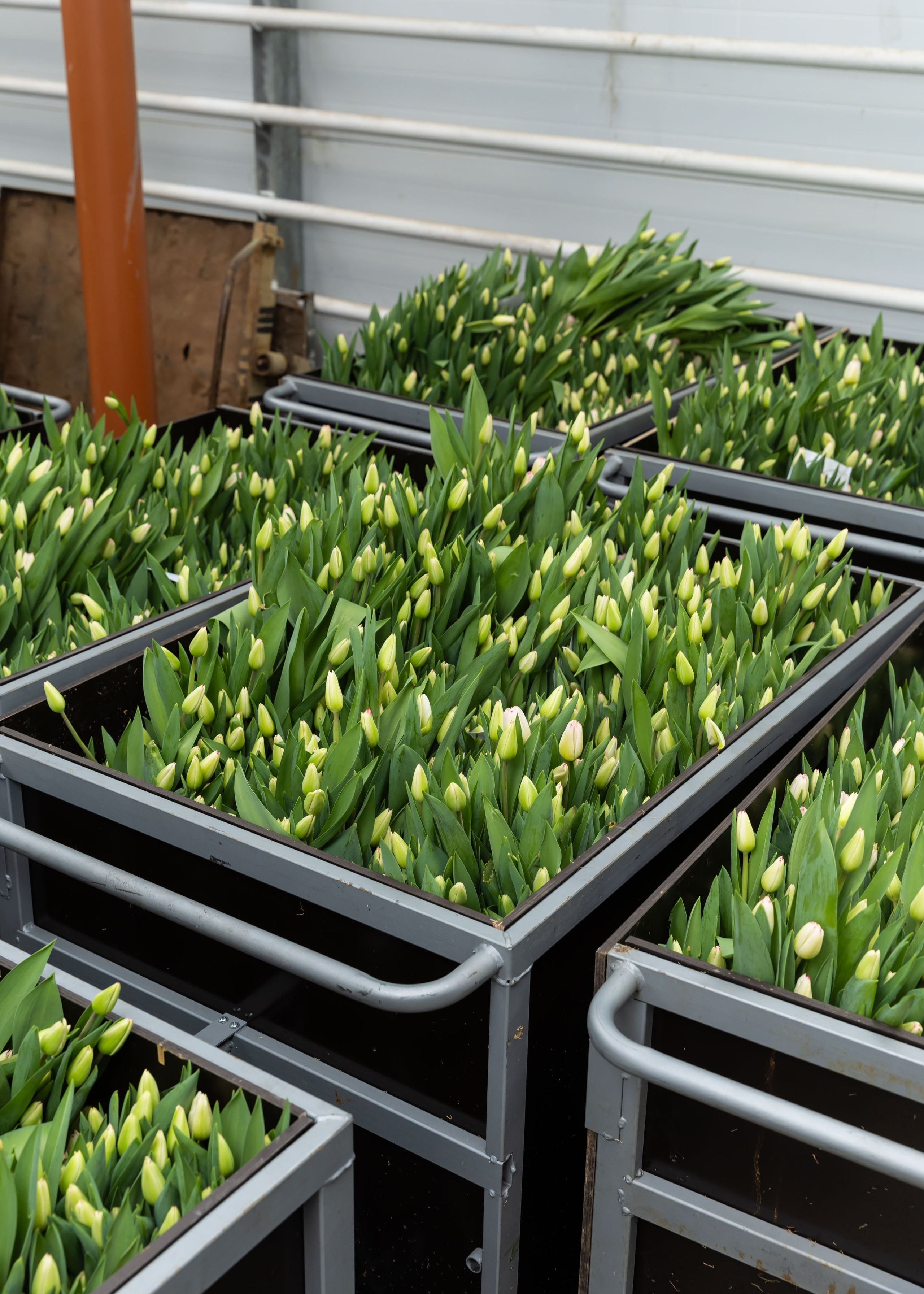 26.02.2026 Цветополис. ФОТОГРАФ ВИНОГРАДОВА ДАРЬЯ