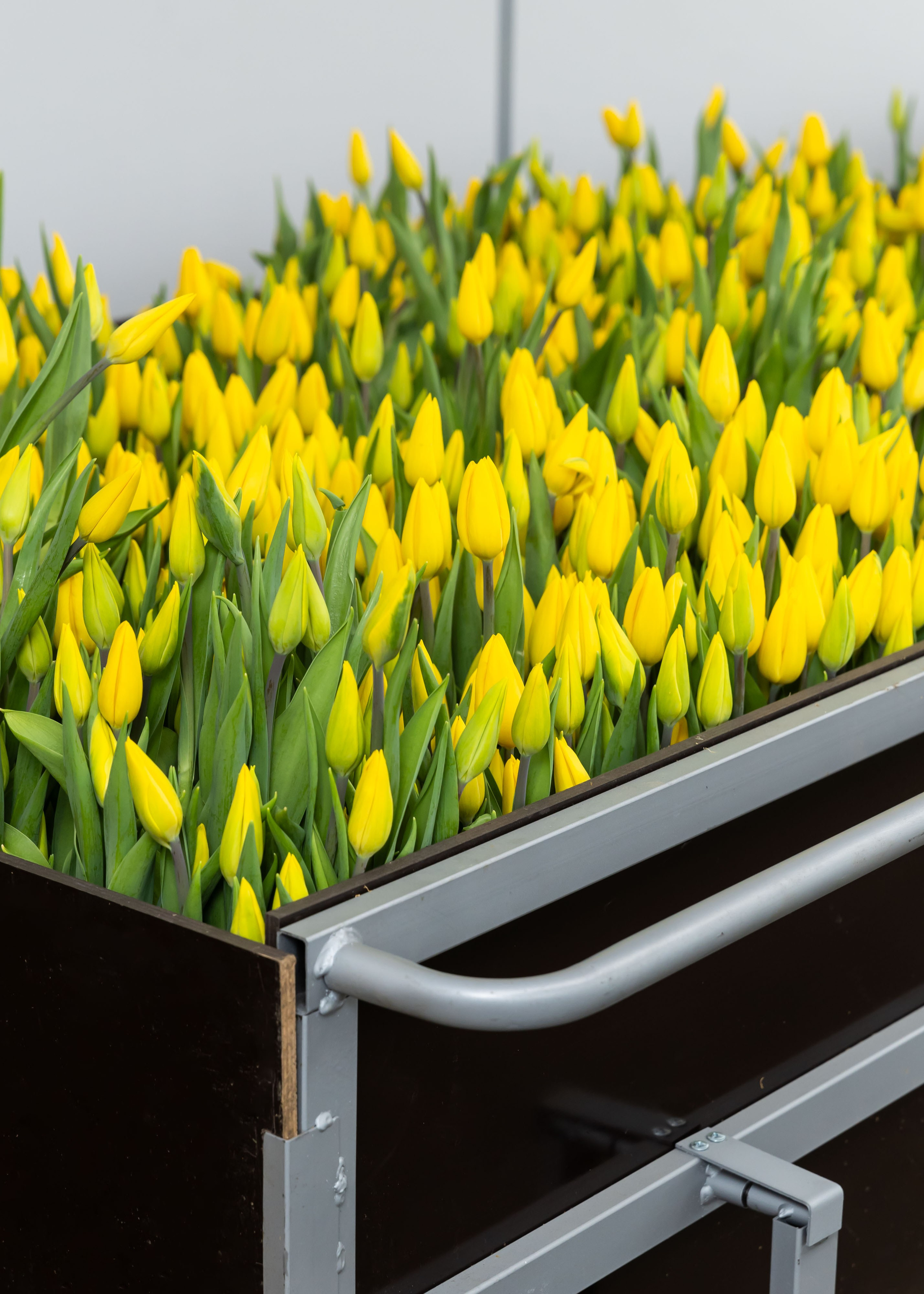 ЦВЕТЫ. ФОТОГРАФ ВИНОГРАДОВА ДАРЬЯ