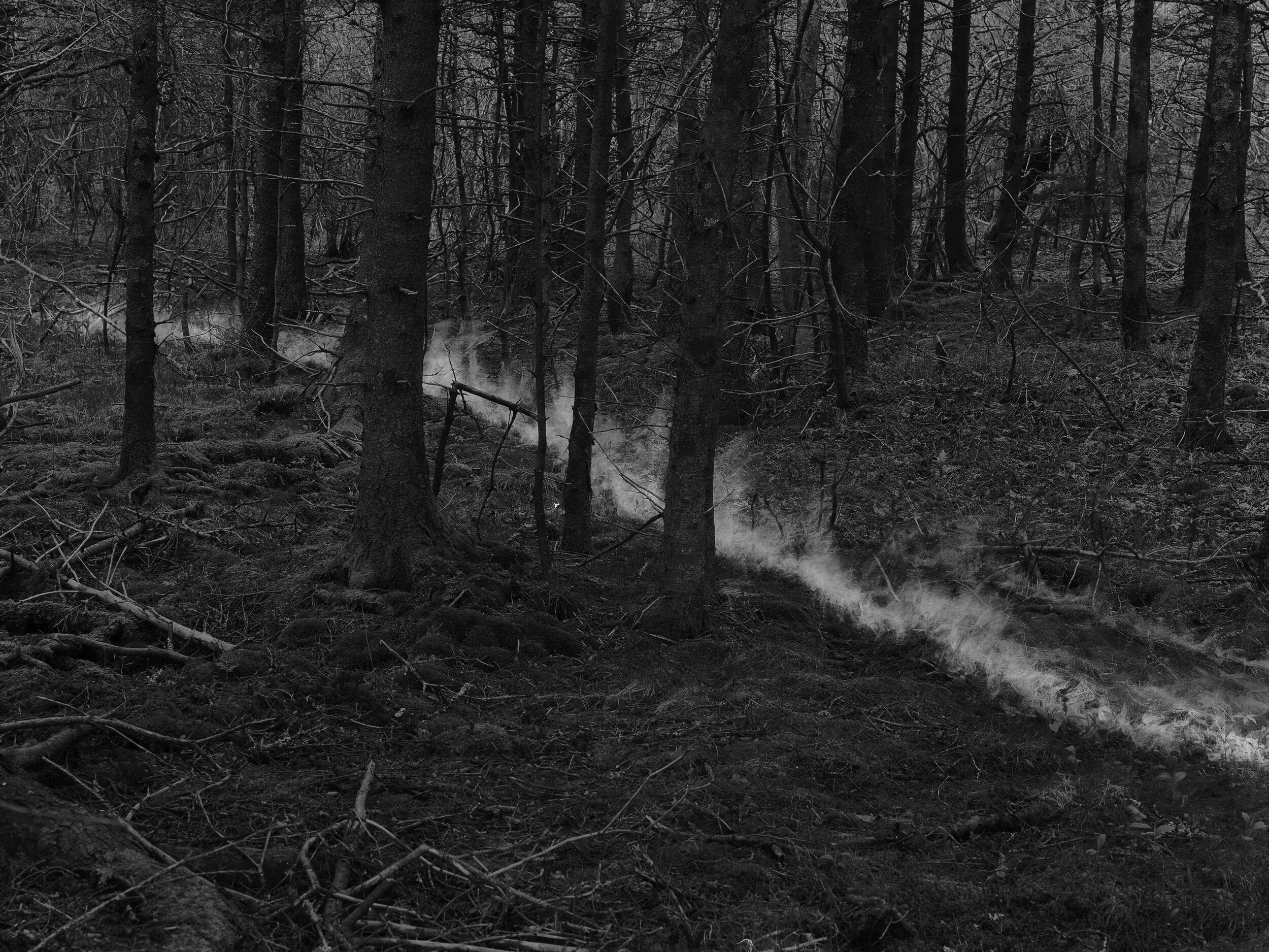 ФОТОКНИГА КАК ДИСЦИПЛИНА: (НЕ) СТРЕМИТЕЛЬНОЕ РАЗВИТИЕ. Самоорганизация Низина