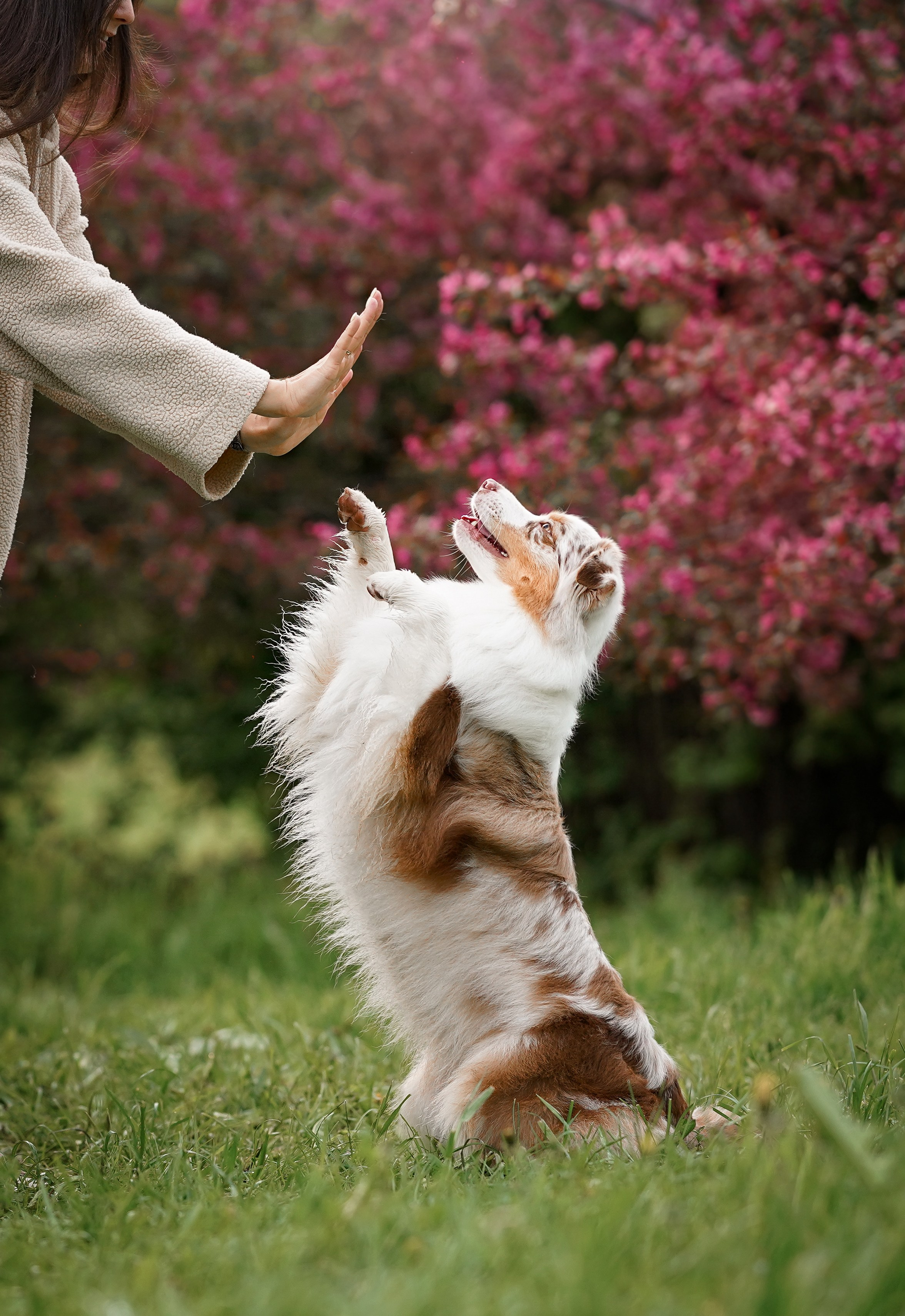 Панда в Яблоневом саду. Фотограф-анималист в Санкт-Петербурге Яна Мартынова