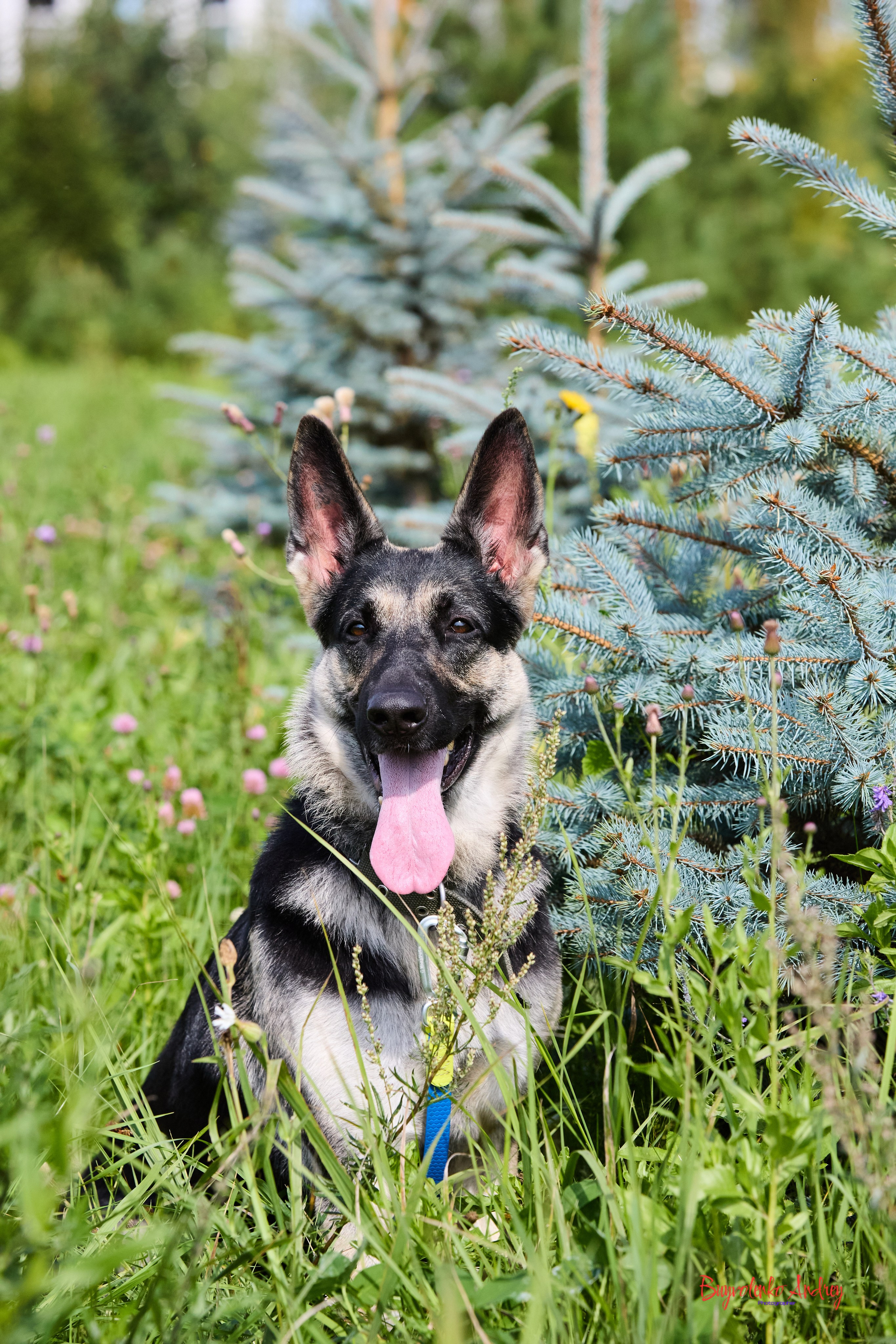 Проект фотопрогулка с хвостиком. Buyvolenko Andrey