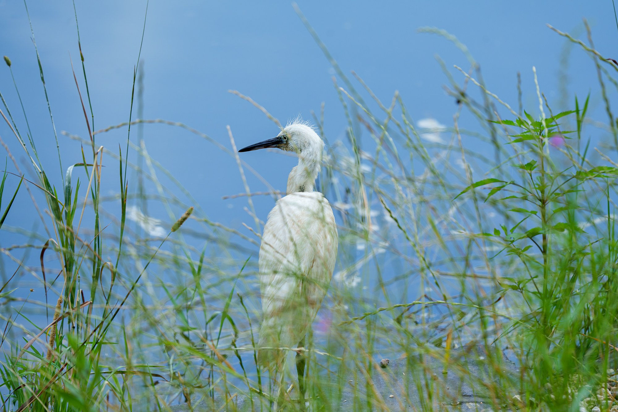 Удивительные мир птиц. Вокруг нас столько прекрасного — присмотритесь!. Ваш личный фотограф Марина Волкова