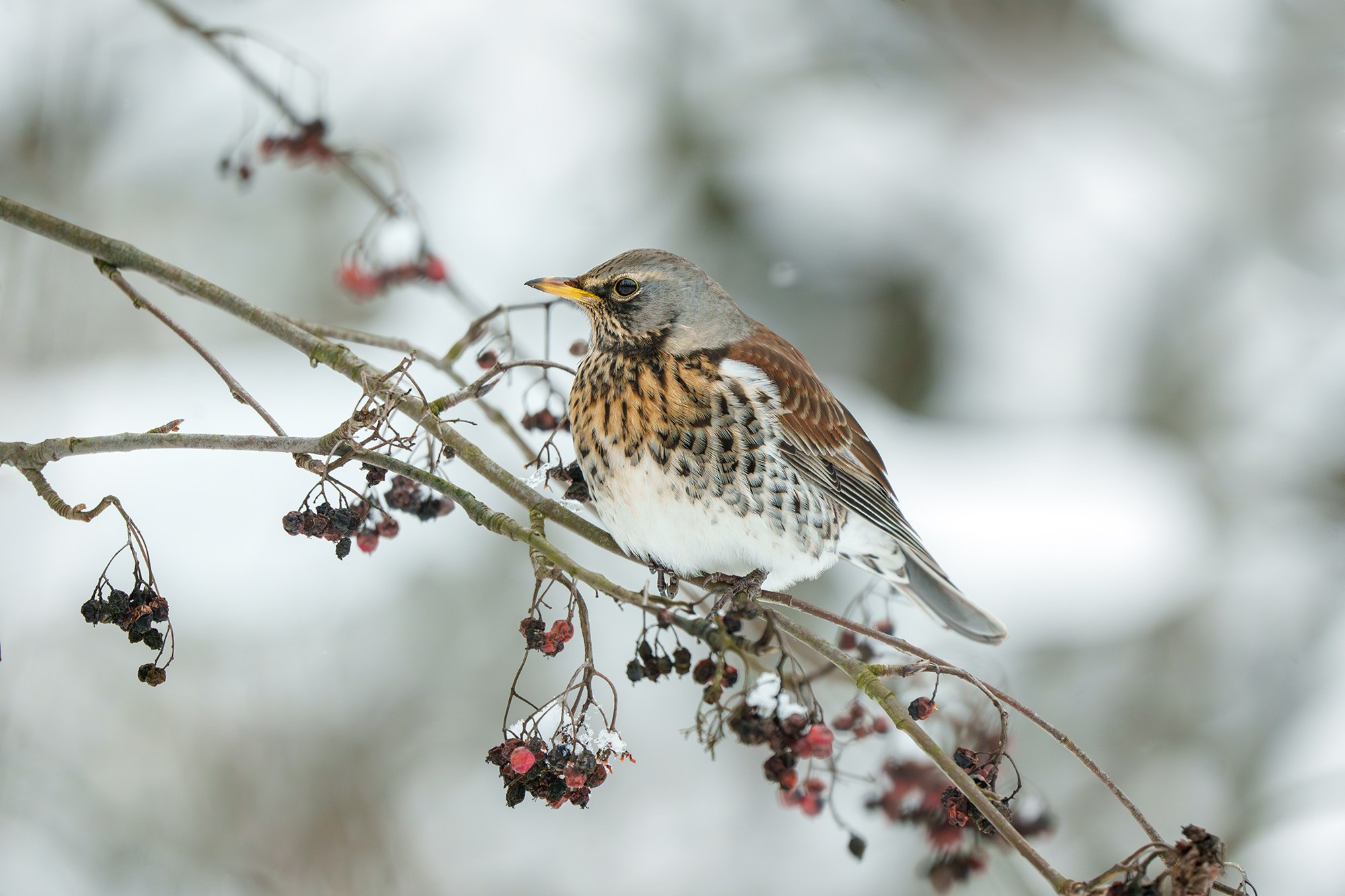 Удивительные мир птиц. Вокруг нас столько прекрасного — присмотритесь!. Ваш личный фотограф Марина Волкова