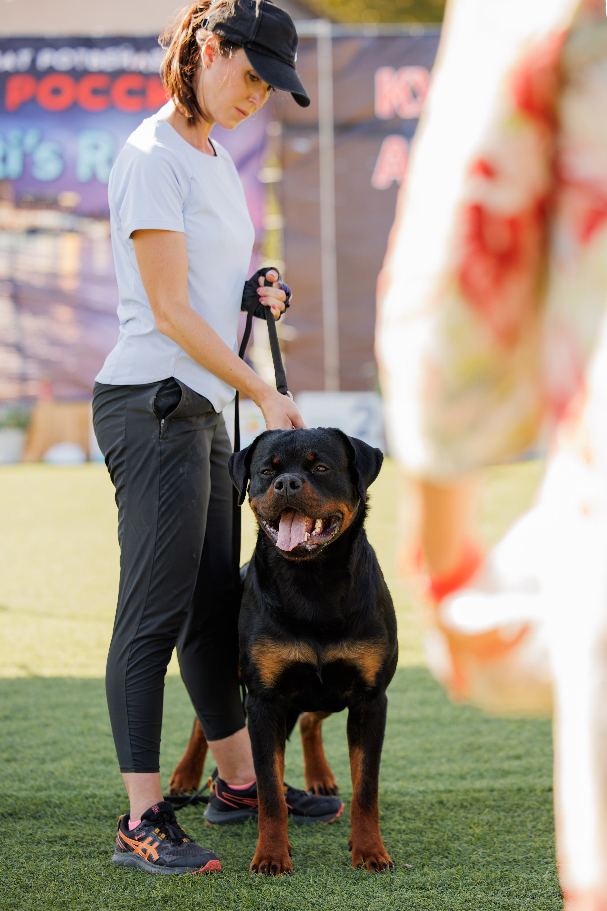 Анапа ротвейлеры 14-15.09.2024. Фотограф-анималист Юлия Германика