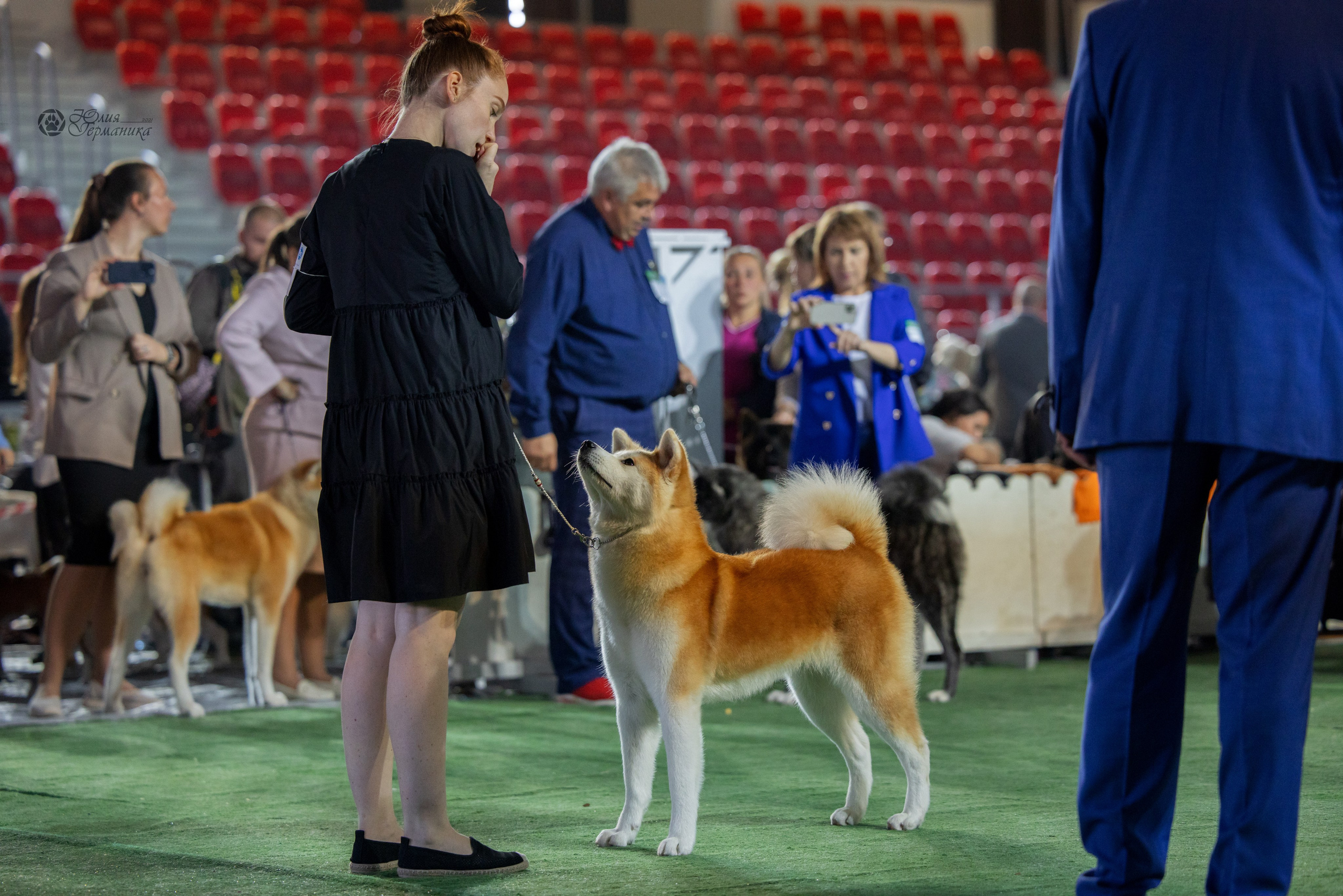 Грузия,Телави 2хCACIB 19-20.10.2024. Фотограф-анималист Юлия Германика