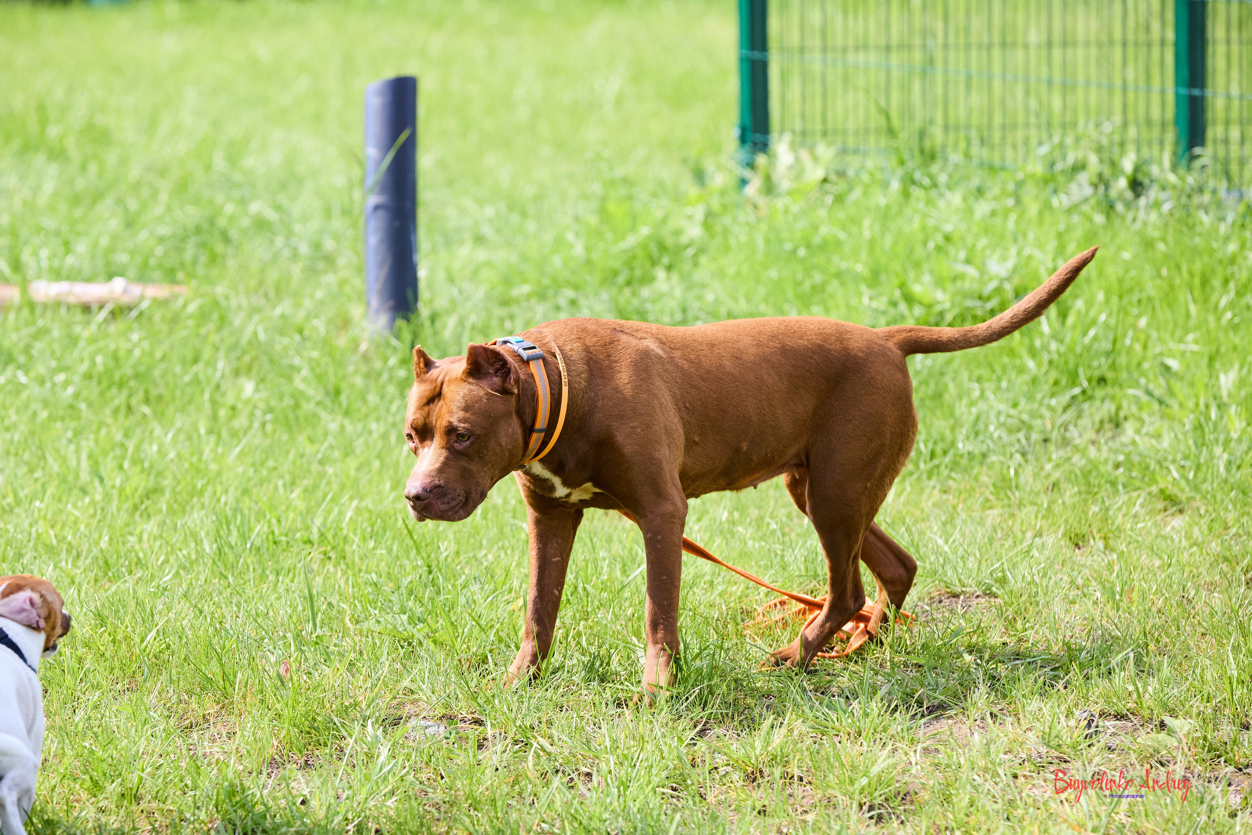 Проект фотопрогулка с хвостиком. Buyvolenko Andrey