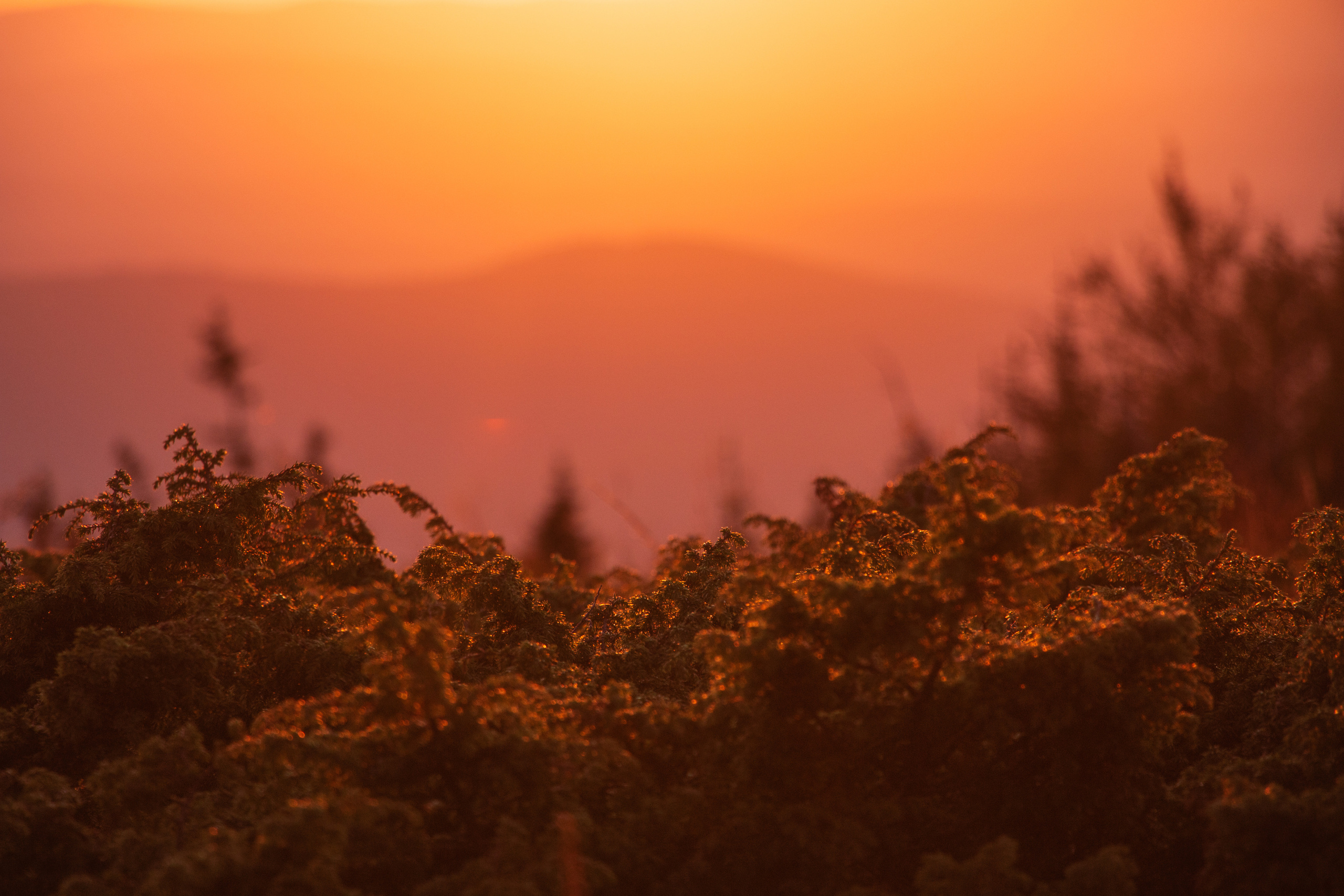 Хребет Нары | Август 2019. Andrew Sozonov visual artist