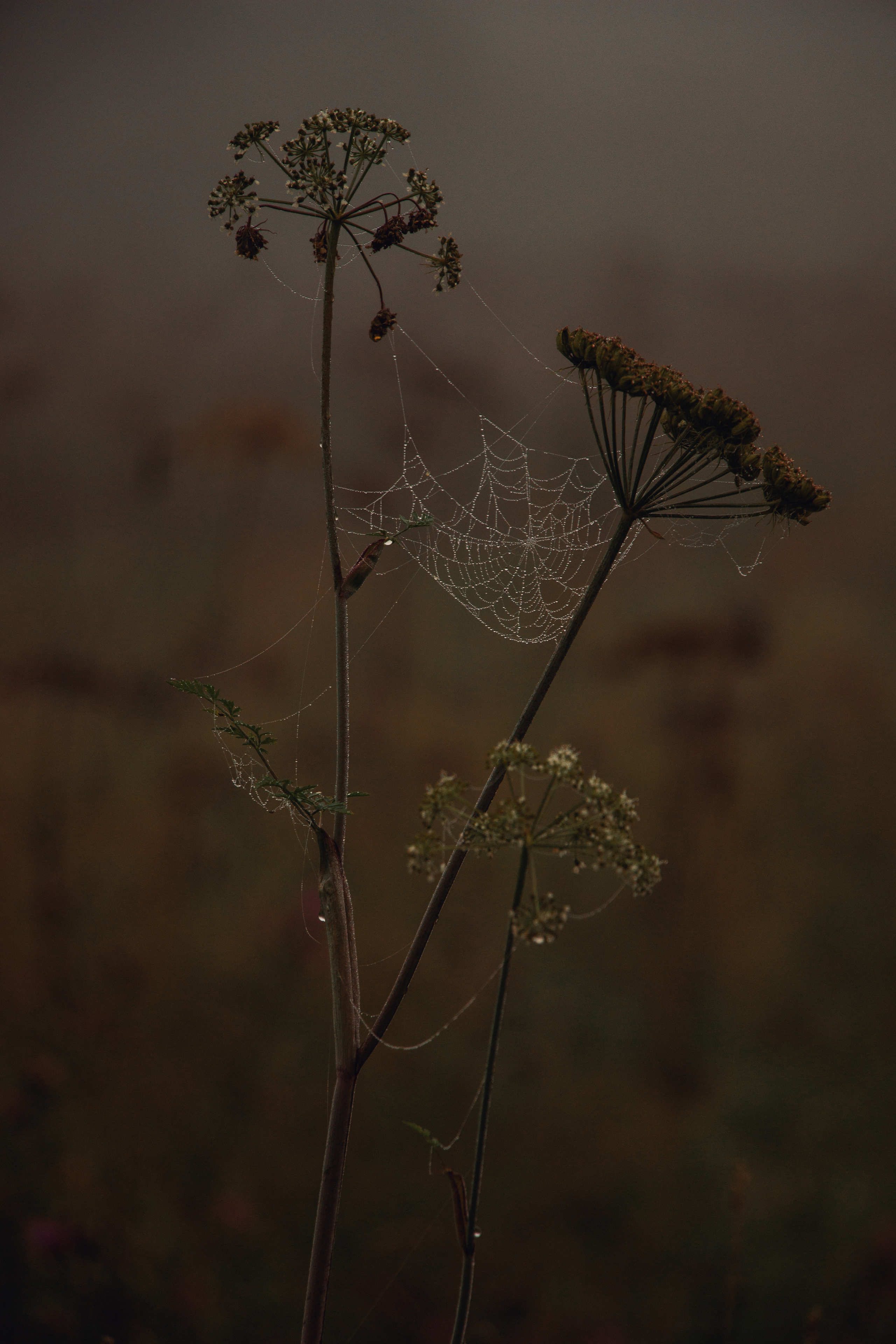 Хребет Нары | Август 2019. Andrew Sozonov visual artist