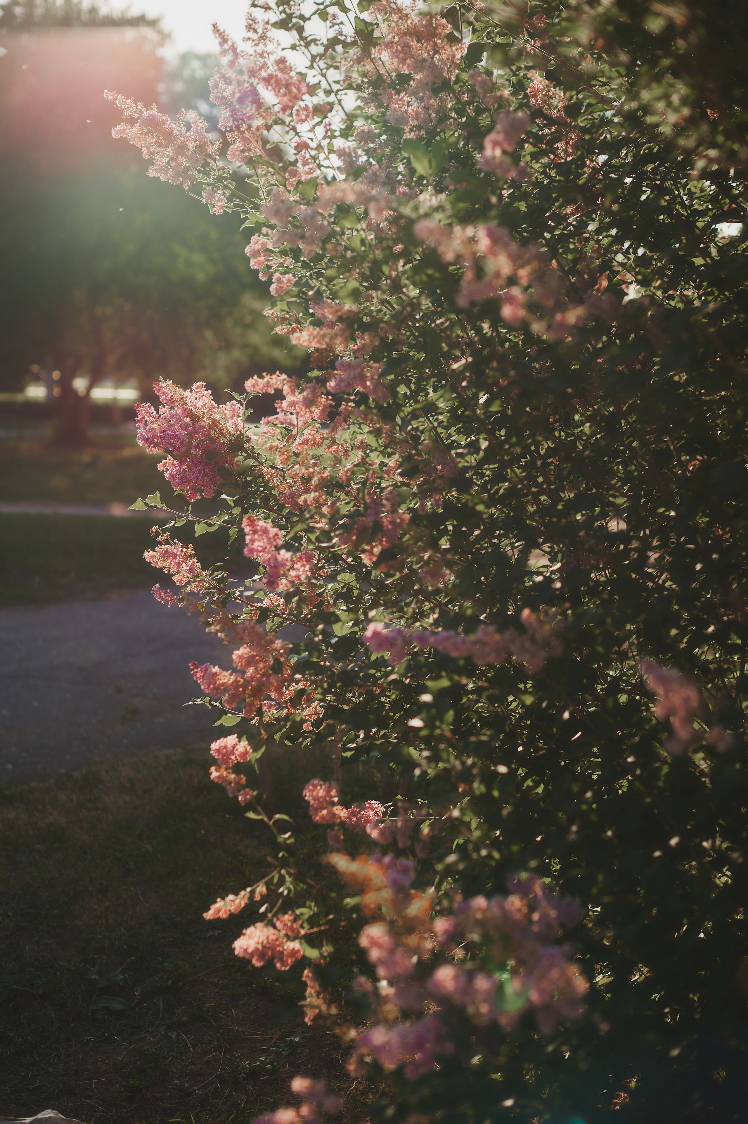 Контент съёмка для цветочного магазина Les Fleurs du Mal. Andrew Sozonov visual artist