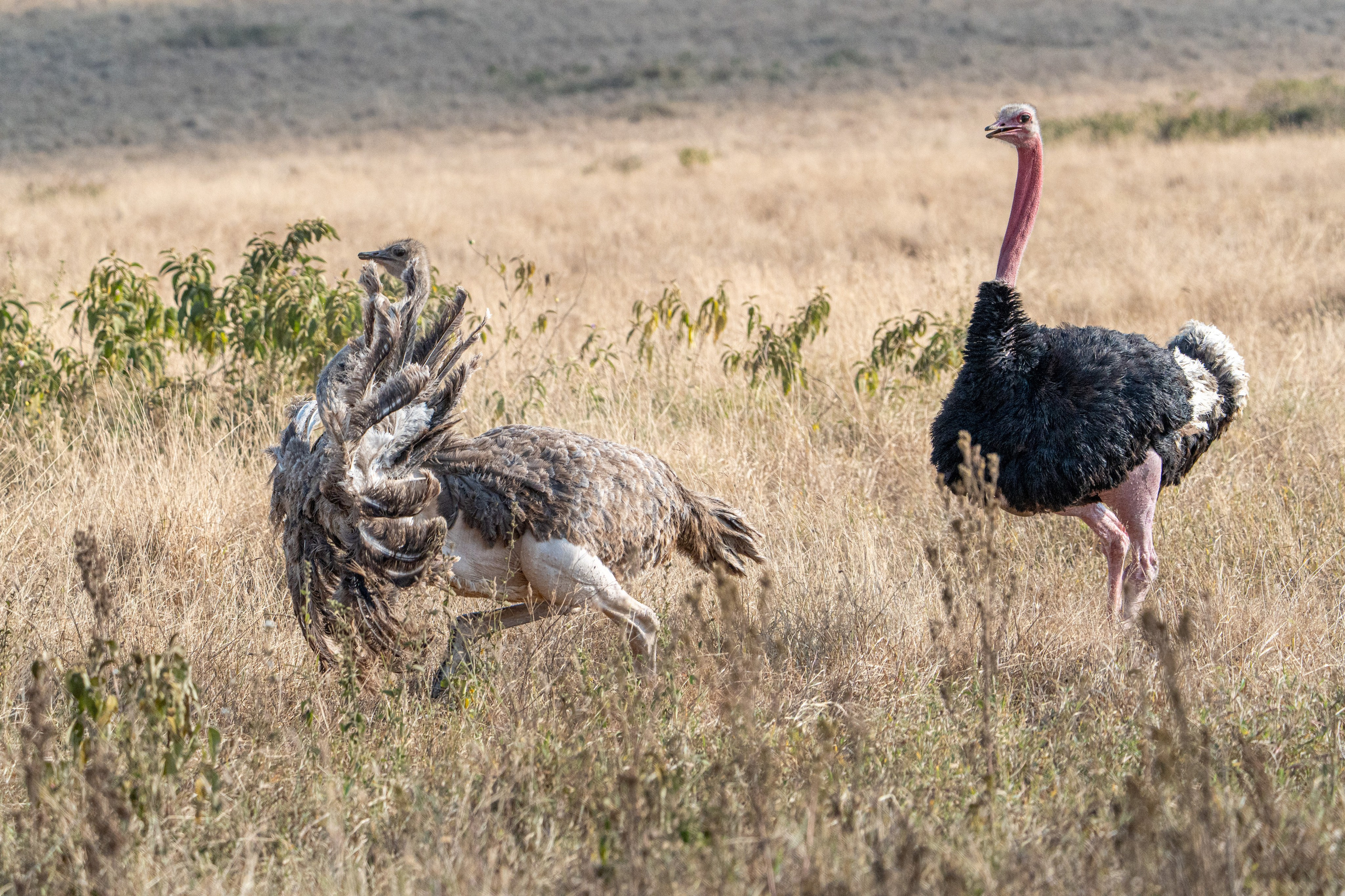 Танзания, сафари, 2025. Творческие сьемки
