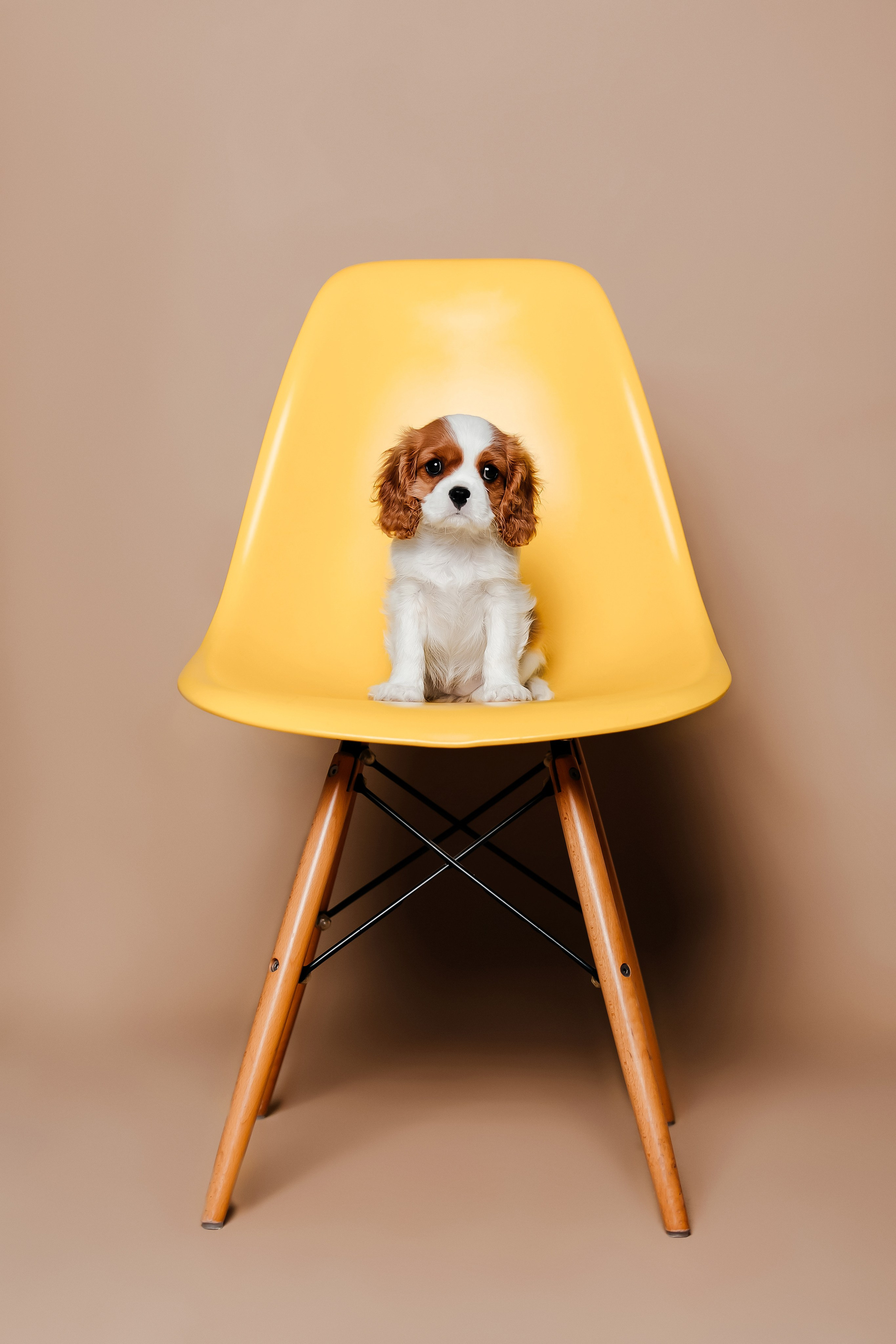 Щенки кавалера в фотостудии. Фотограф-анималист в Краснодаре Маша Мельникова