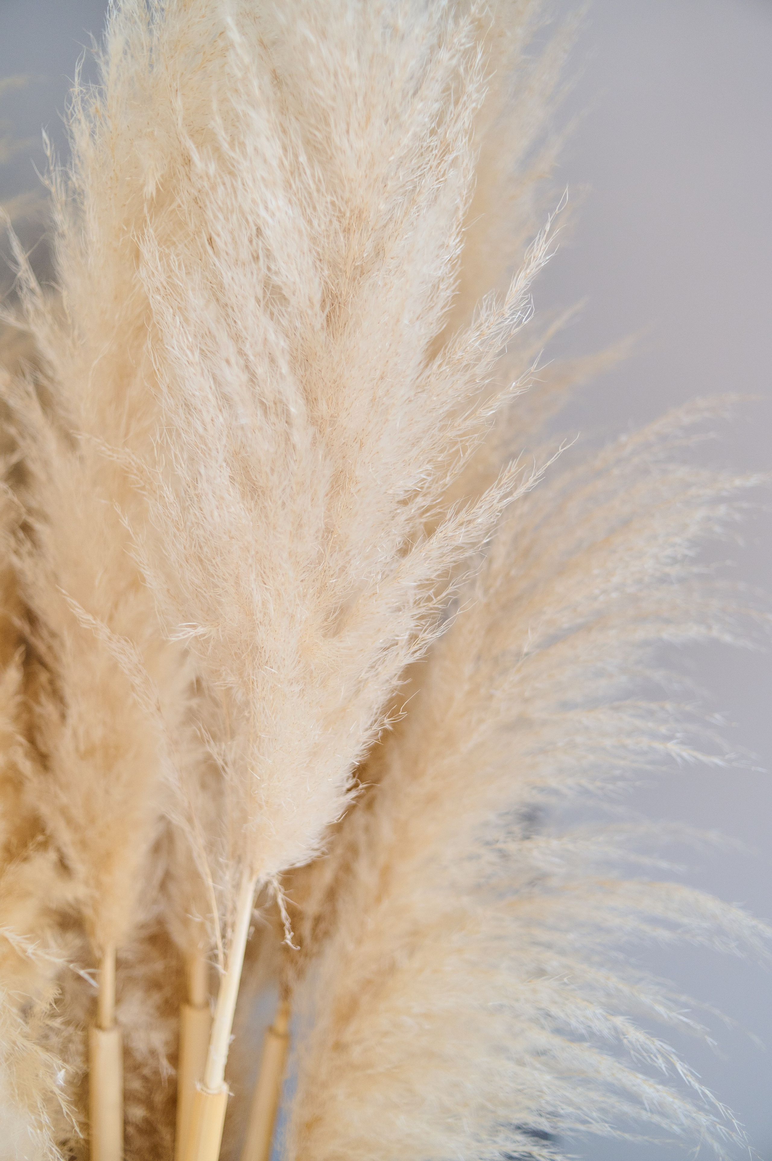 ***. Семейный и детский фотограф в г. Ногинске Ангелина Хасанова