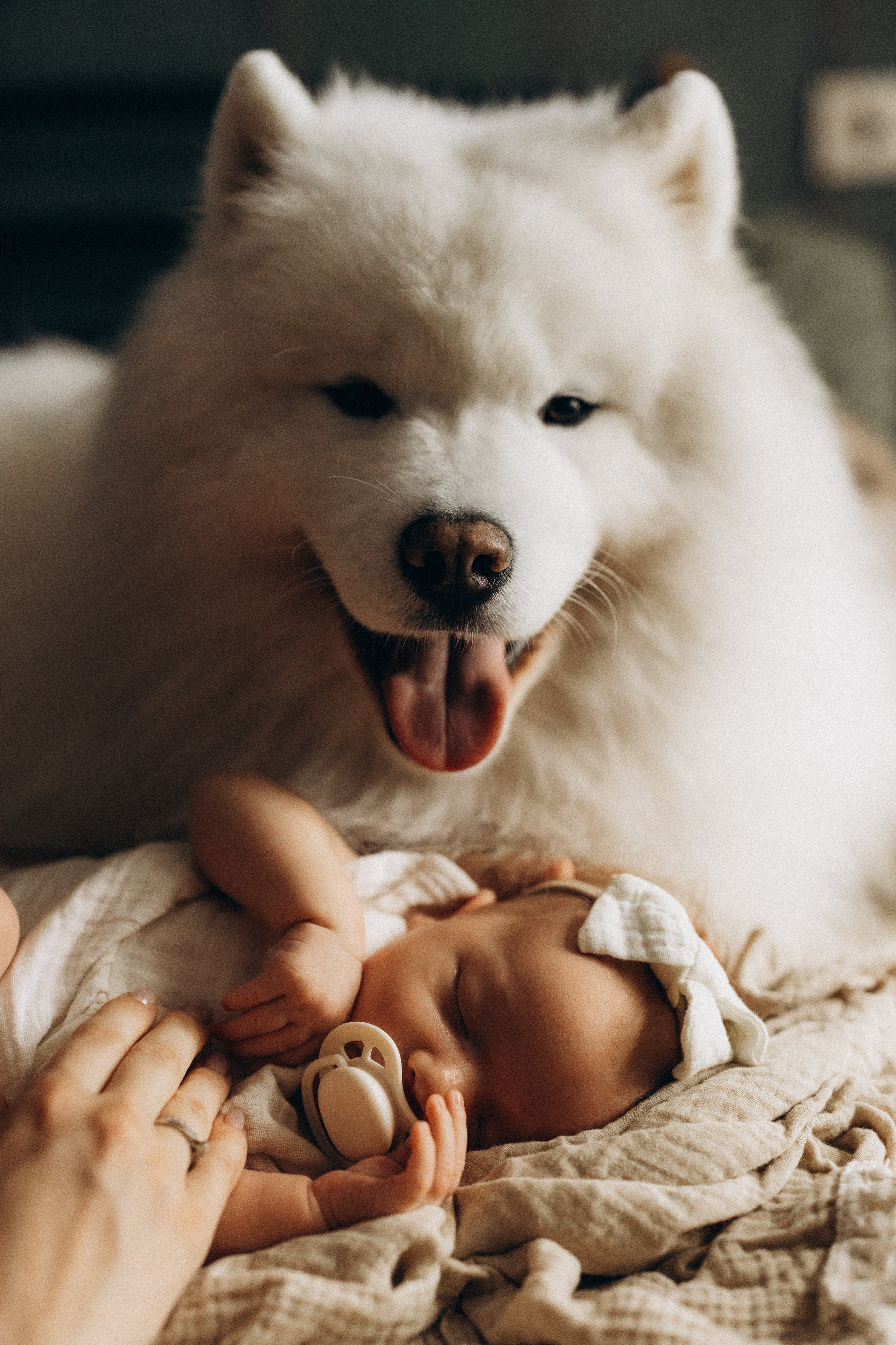 Василиса. Евгения Пелипас