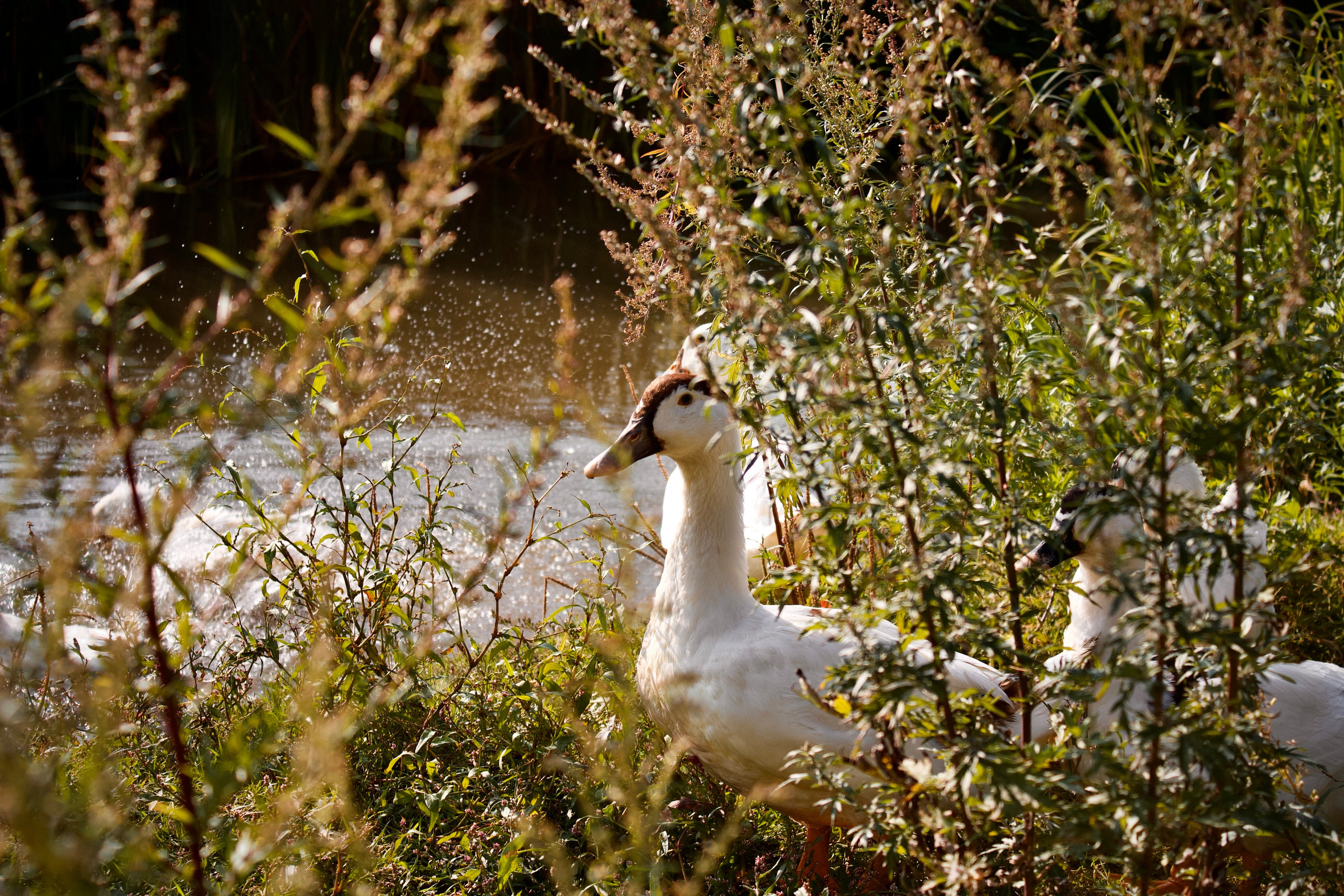 Анималистическая. KUPINИ | ФОТО — сайт портфолио по мультижанровой съёмке | фотограф Сергей Мар