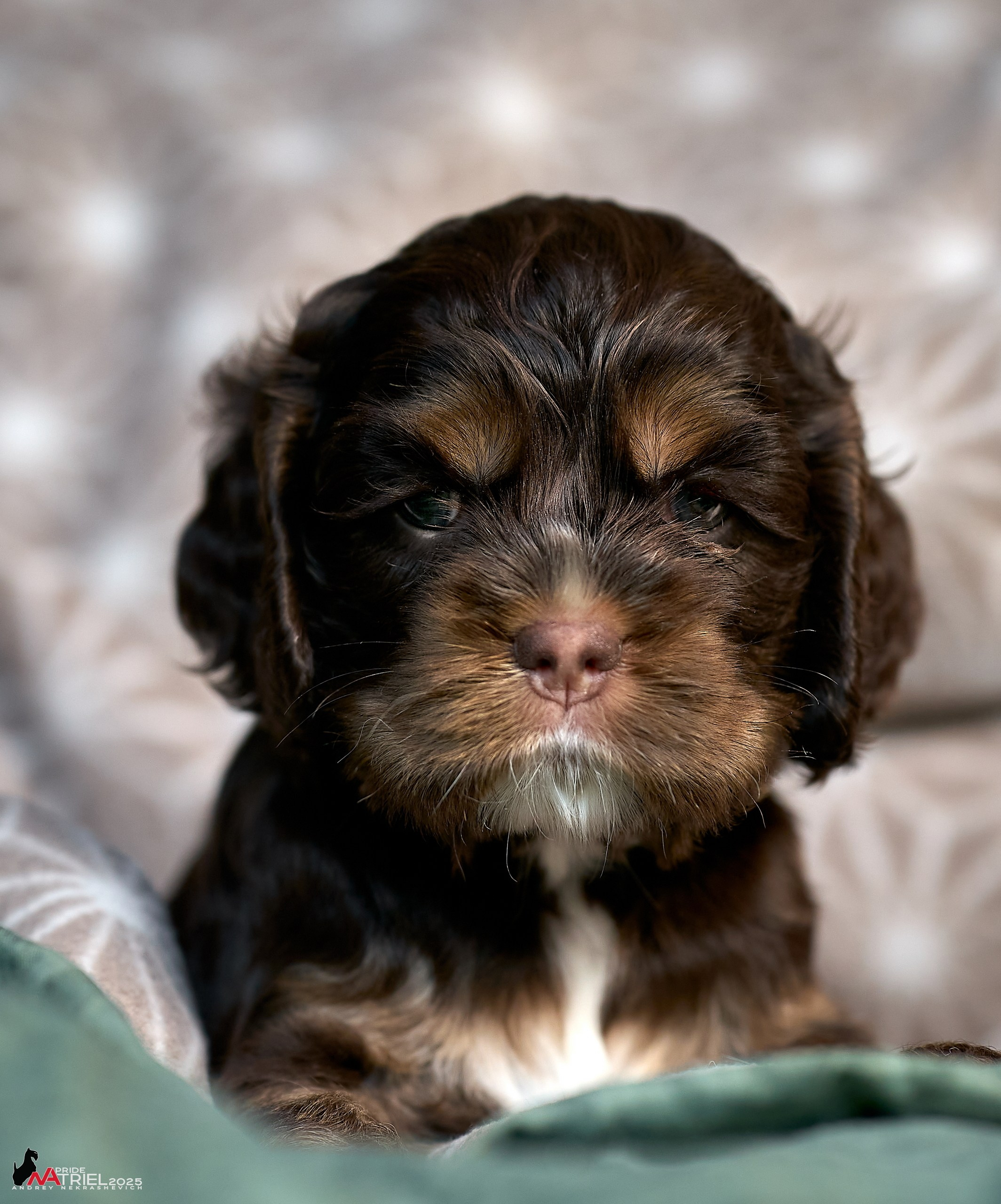 Щенки АмКокеров