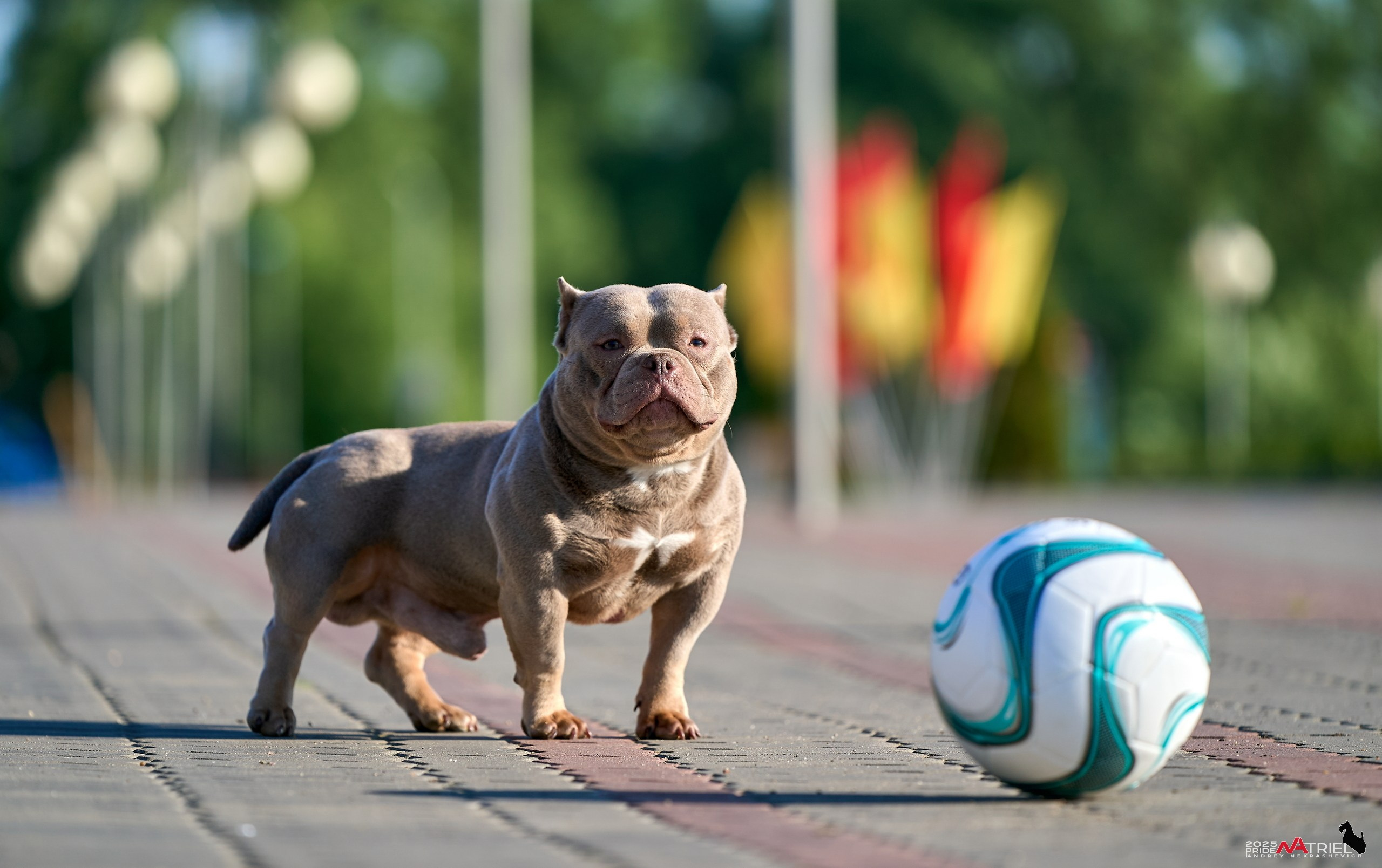 Съемка собак породы булли на природе