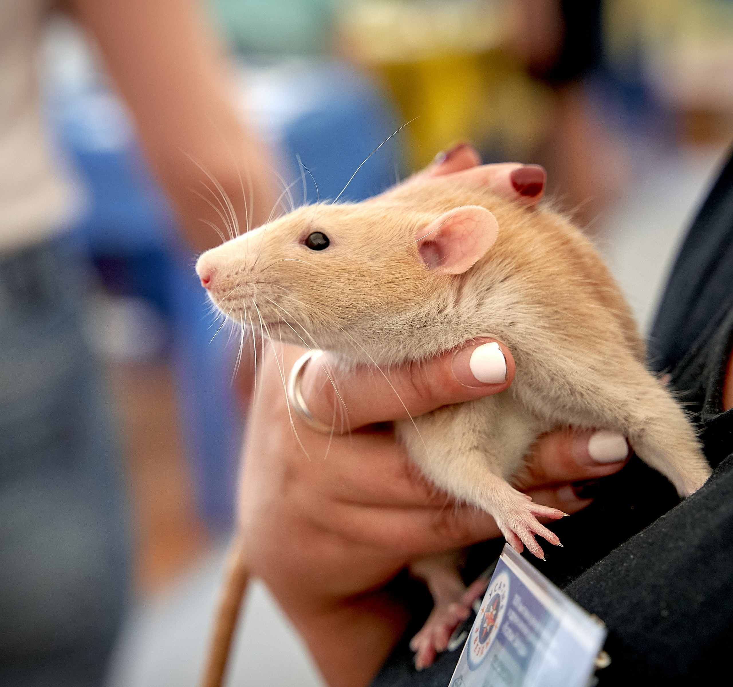 Животные — галерея NATRIEL