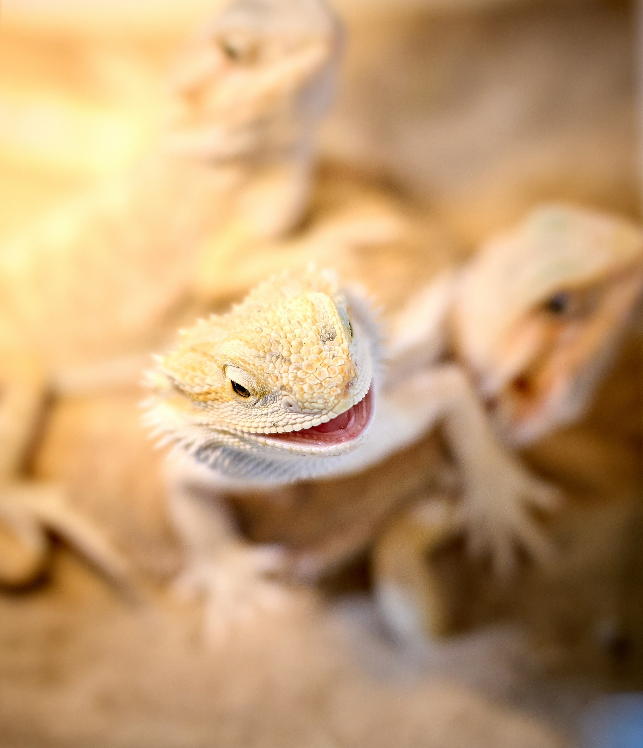 Рептилии — галерея NATRIEL