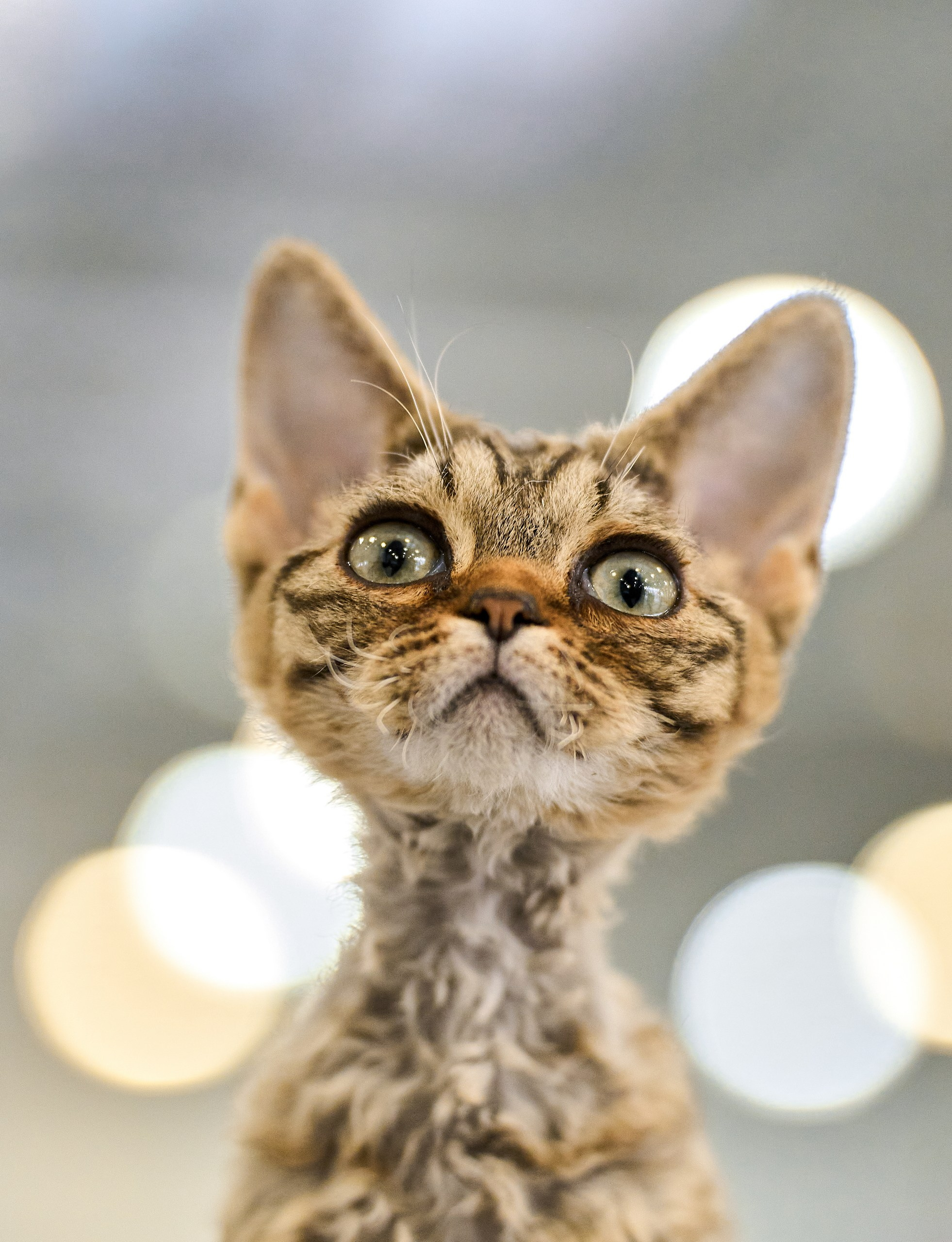 Кошки на выставках — галерея NATRIEL