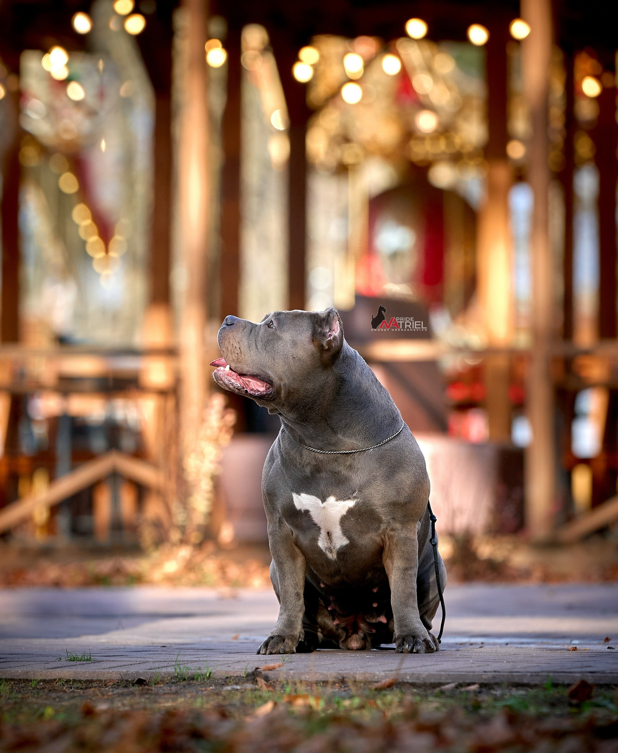 Портреты собак — галерея NATRIEL