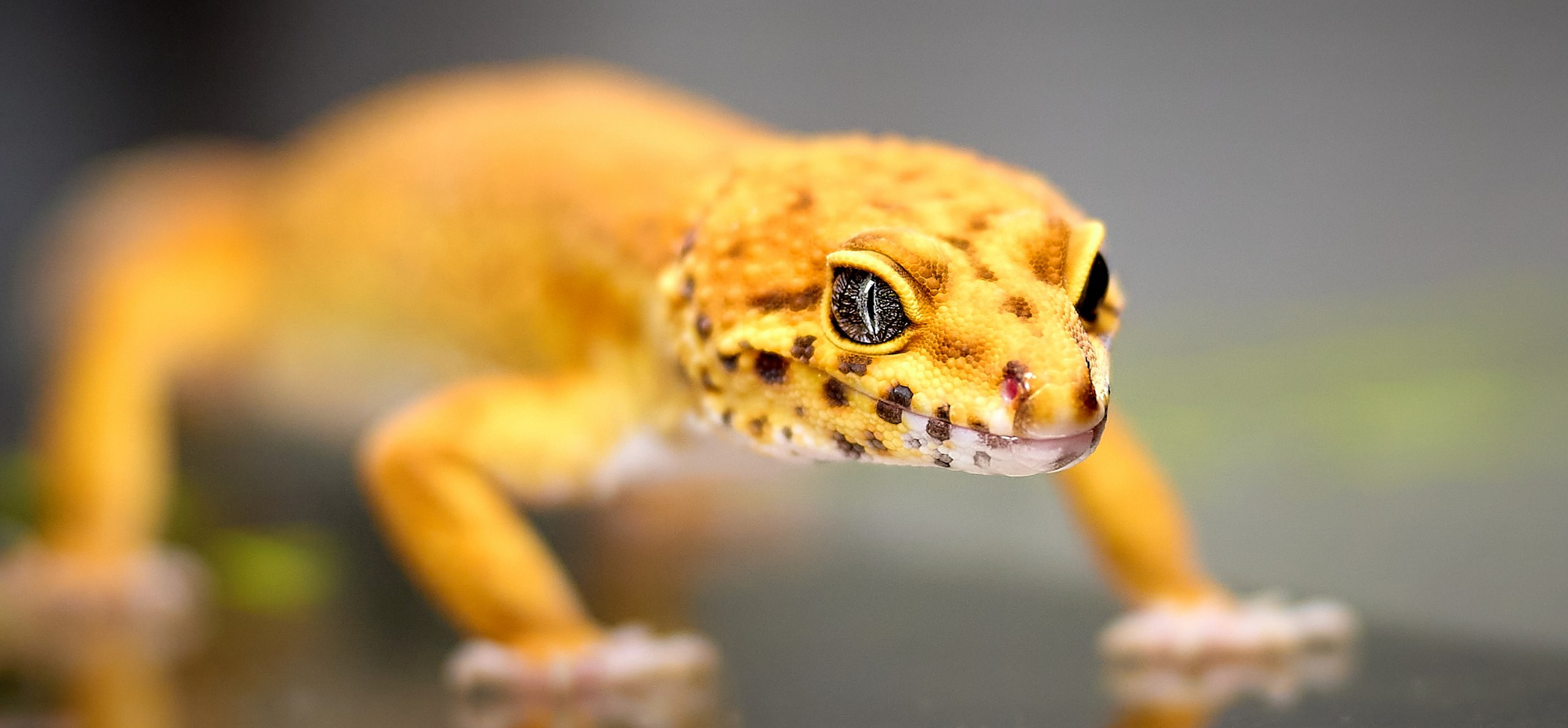 Рептилии — галерея NATRIEL