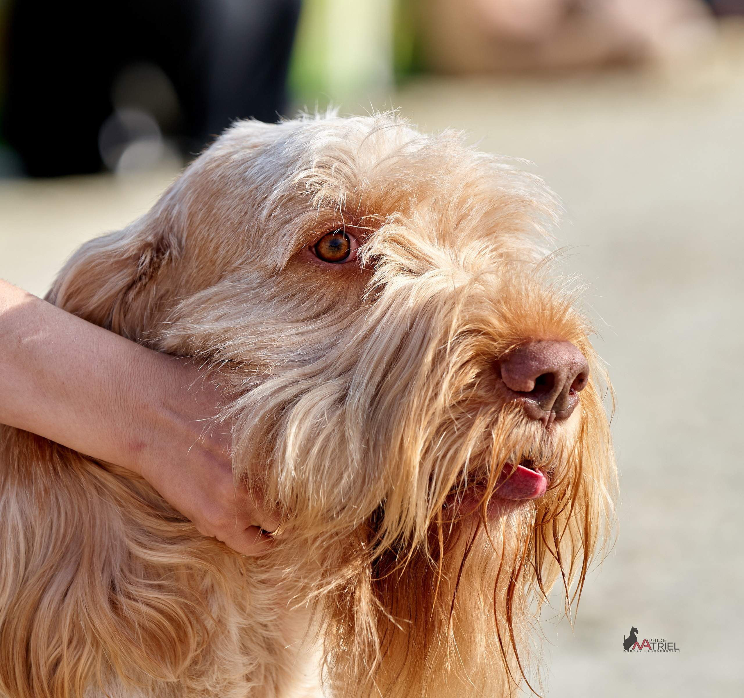 Портреты собак — галерея NATRIEL
