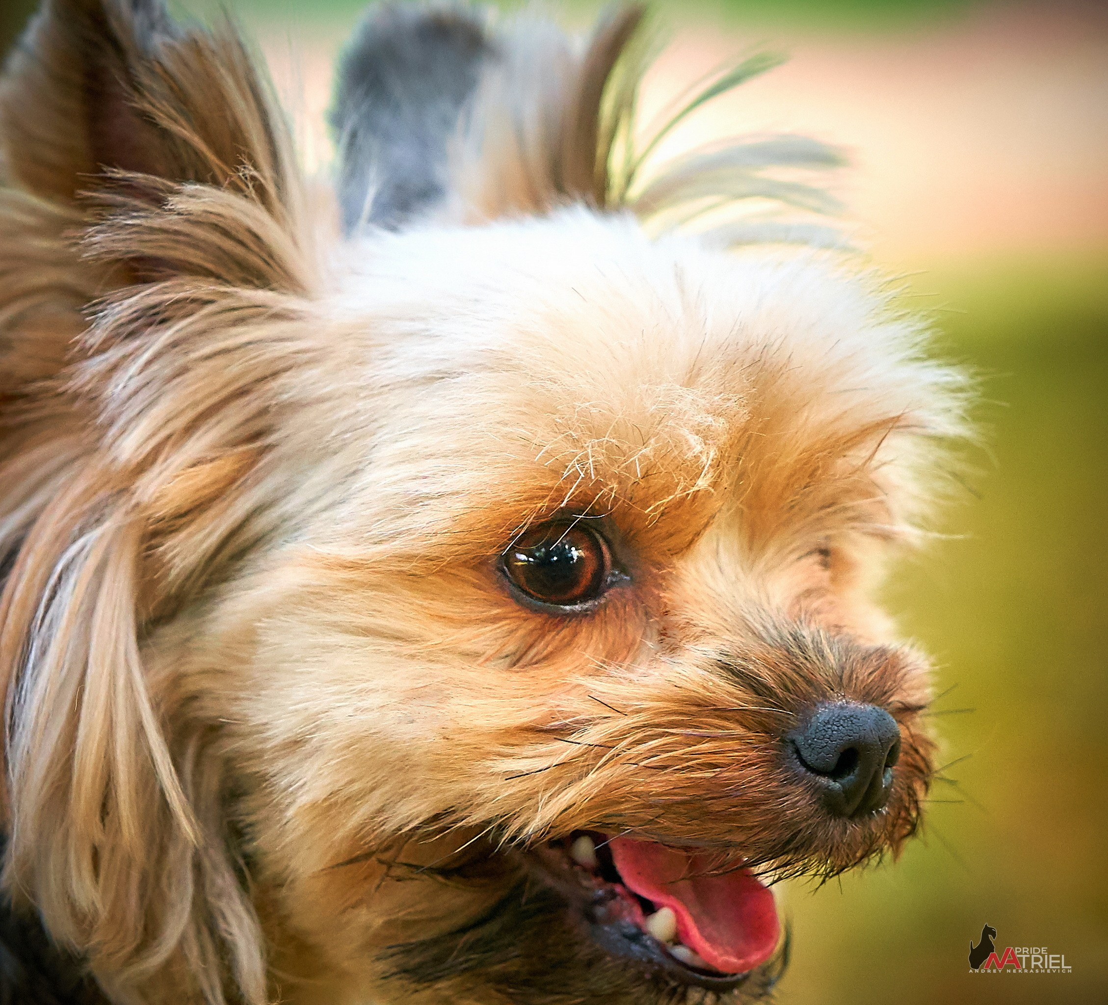 Йоркширский терьер Циля