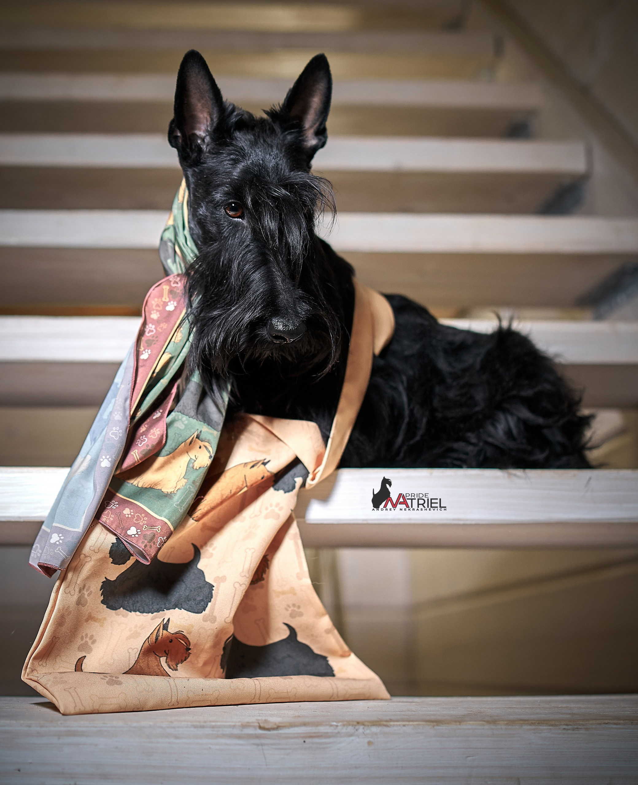 Реклама с животными — галерея NATRIEL