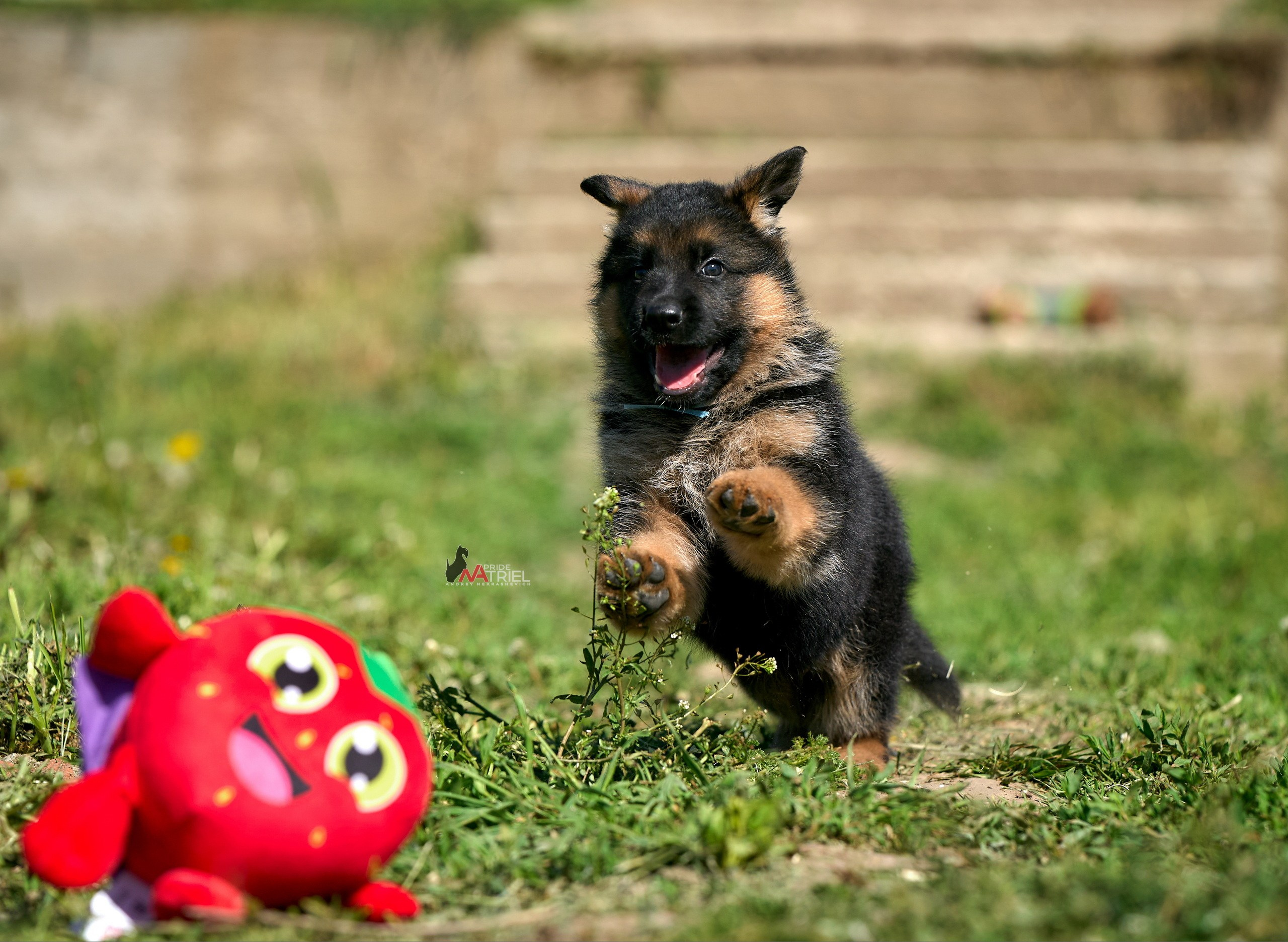 Щенки на прогулке — галерея NATRIEL