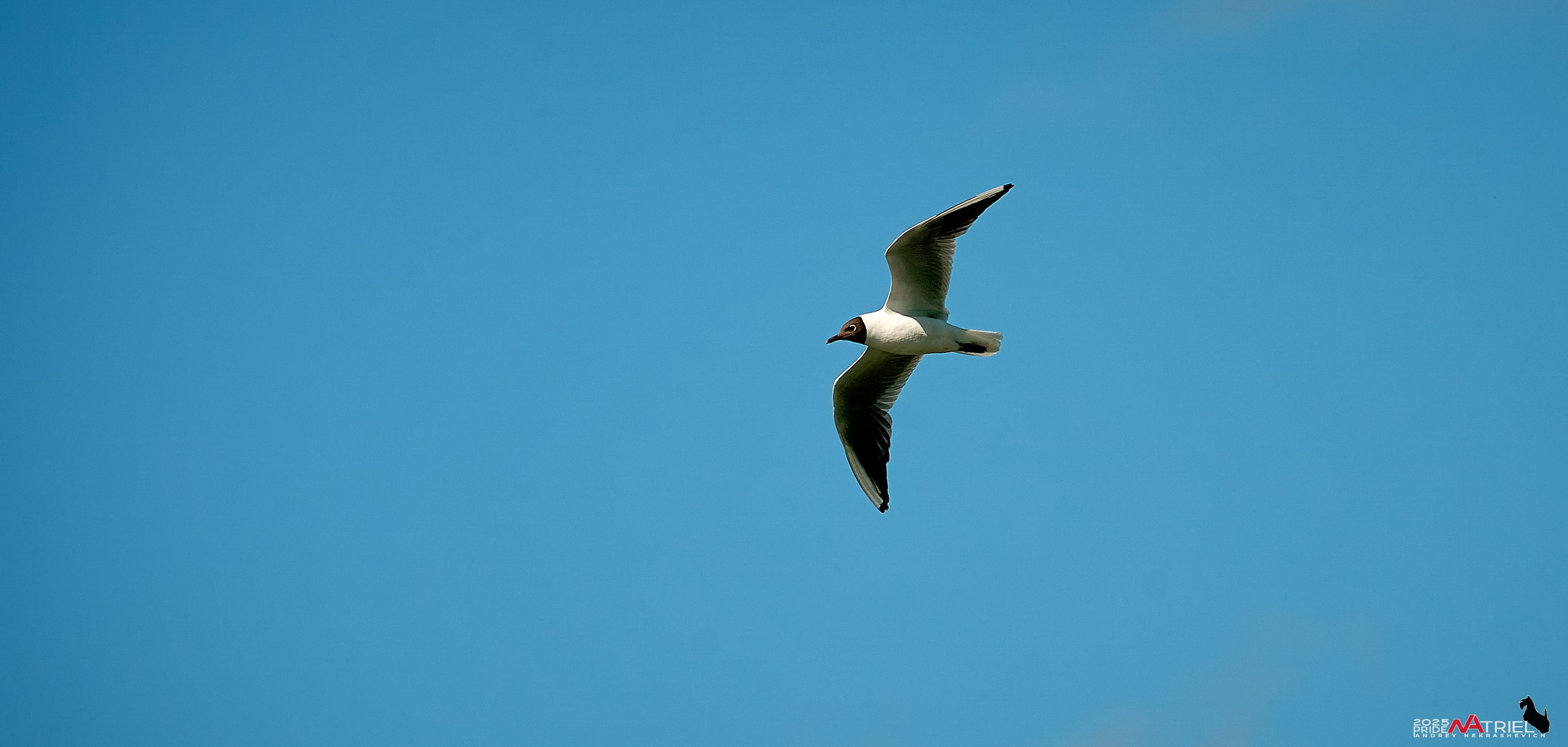 Птички и цветочки
