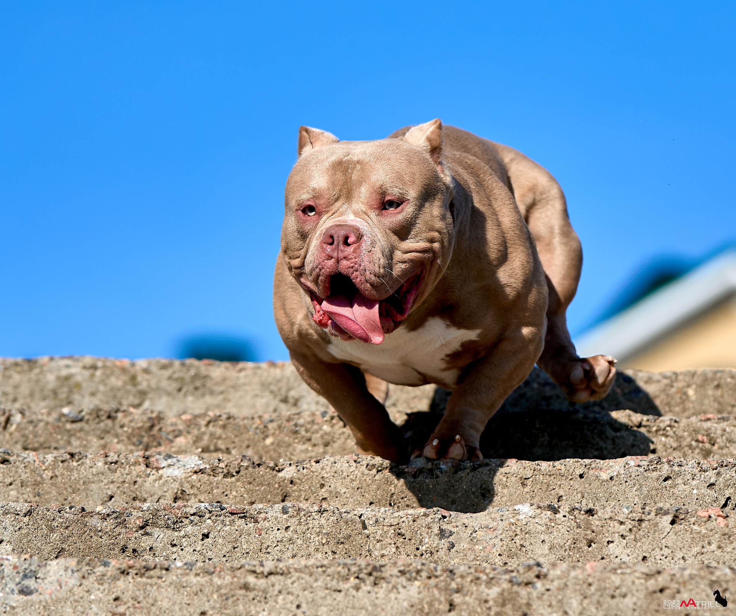 Съемка собак породы булли на природе